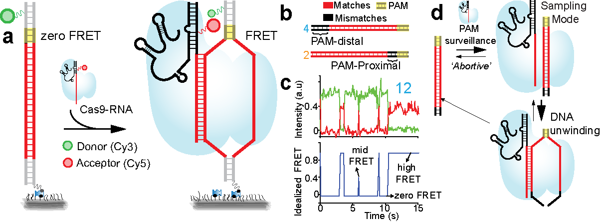 Figure 2. smFRET assay to study DNA interrogation i.e.(recognition-rejection) by Cas9-RNA . (a) Schematic of single-molecule FRET assay to study DNA interrogation by Cas9-RNA. Specific interaction between Donor (Cy3) labeled and surface immobilized DNA target and acceptor (Cy5) labeled Cas9-RNA in solution results in FRET, where different FRET values report also report on nature of these interactions. (b) DNA targets with different positions and extent of off-target bp (mismatches) were used in these experiments. (c) A representative smFRET time-trajectory showing the real-time interaction between Cas9-RNA and a DNA target molecule with 12 PAM-distal mismatches. DNA targets with < 12 PAM-distal mismatches were ultra-stably bound by Cas9-RNA. (d) These experiments with different DNA targets helped us uncover bimodal binding nature of Cas9-RNA i.e. Cas9-RNA binds DNA in predominantly two distint sub-steps, first being a PAM-surveillance step and if PAM is detected then the DNA unwinding ensues leading to second sub-step. Figures adapted from : Nat. Commun. 7:12778 doi: 10.1038/ncomms12778 (2016).