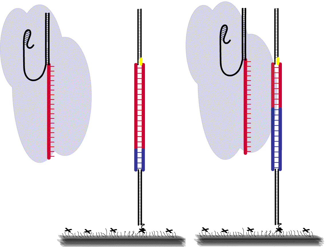Figure 3. Irreversible and reversible binding by Cas9-RNA. Irreversible (ultra-stable) DNA binding by Cas9-RNA for any DNA with ≥ 9 PAM-proximal matching bp (left). Binding becomes reversible (right) only with < 9 PAM-proximal matching bp. High tolerance to PAM-distal mismatches and high sensititivty to PAM-proximal mismatches for stable binding further supports the model of unidirectional of DNA unwinding from PAM-proximal to PAM-distal end, as shown above. Internal dynamics of DNA unwinding and rewinding of a Cas9-RNA-DNA is not shown in these schematics. They were investigated in another project and have been discussed below.