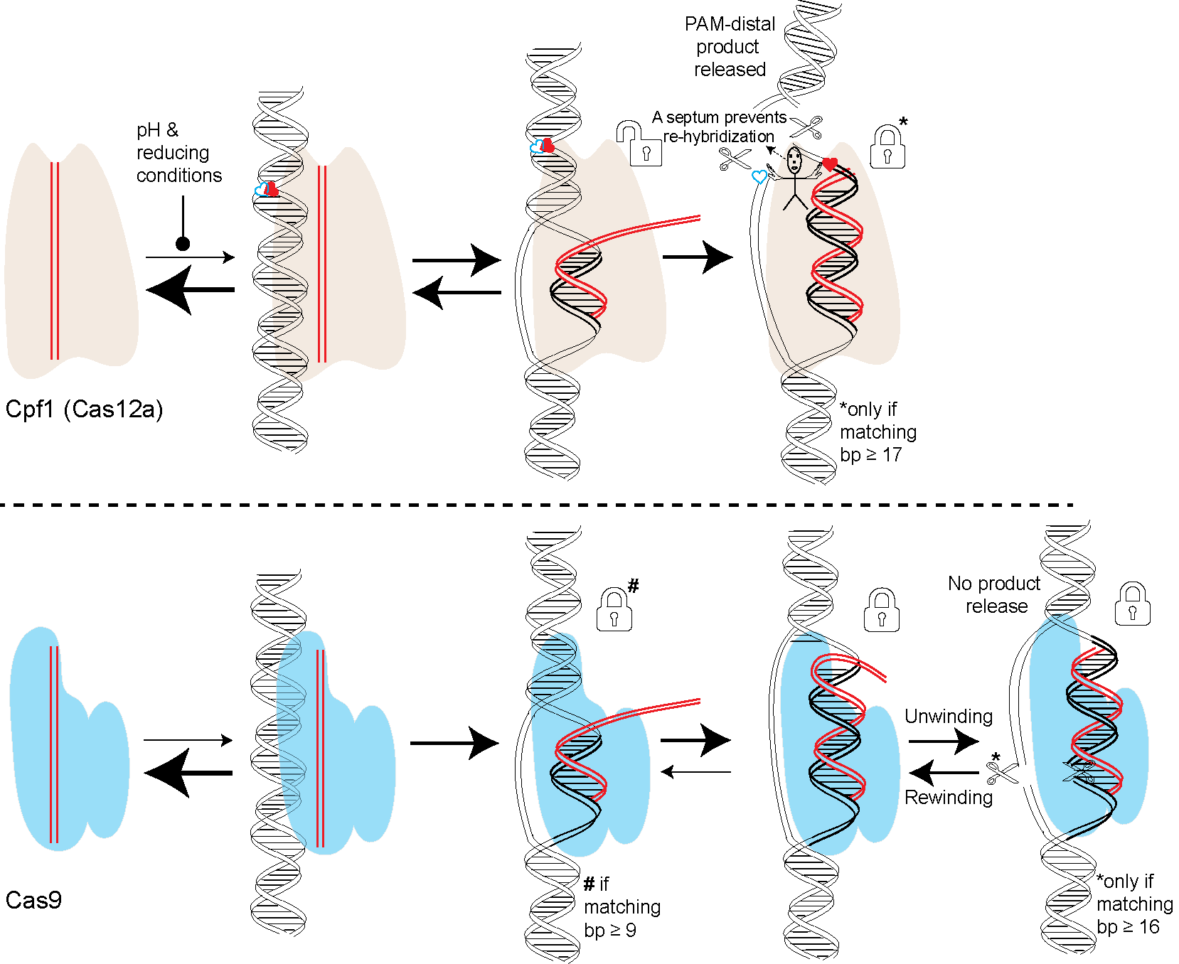Figure 5. Cpf1 (Cas12a) vs. Cas9. Ribonucleoprotein complex of Cpf1, also known as Cas12a, with the guide-RNA (Cpf1-RNA) interrogates DNA in two primary modes. Mode I involves PAM-surveillance which is independent of DNA target sequence. If PAM is detected then the mode II ensues which involves DNA unwinding and R-loop formation. This dual mode of DNA interrogation is common between Cpf1-RNA and Cas9-RNA. Major differences are in the specificity of stable binding and cleavage. Cpf1-RNA requires ≥ 17 bp of matching base pairs (bp) for being near-permanently locked onto the DNA target and to carry out its cleavage. Whereas Cas9-RNA can be permanently locked onto the DNA with only ≥ 9 bp but carries out its cleavage only when matching bp ≥ 16 bp. Another difference is in the manner in which Cpf1 achieves near permanent/stable binding. Post the DNA cleavage, Cpf1 employs a septum that prevents re-hybridization between two strands of the DNA thus preventing any dissolution of the R-loop and Cpf1-RNA dissociation from the DNA target. Figures adapted from Proc Natl Acad Sci U S A . 2018 May 22; 115(21): 5444–5449. PMCID: PMC6003496
