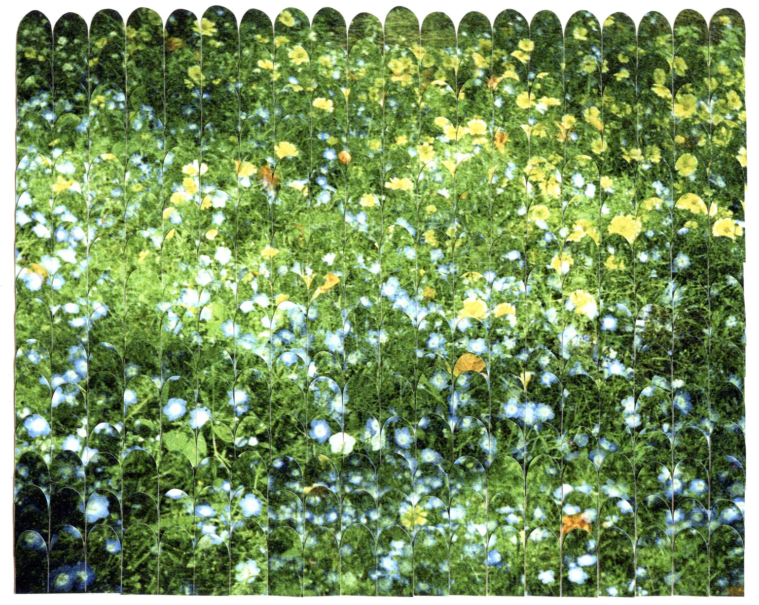 Field of Flowers