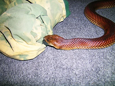 Lewis the Mulga Snake (King Brown) chewing on a snake transport bag. He is a snake that you can’t trust as he will try to bite anything that moves including himself. 