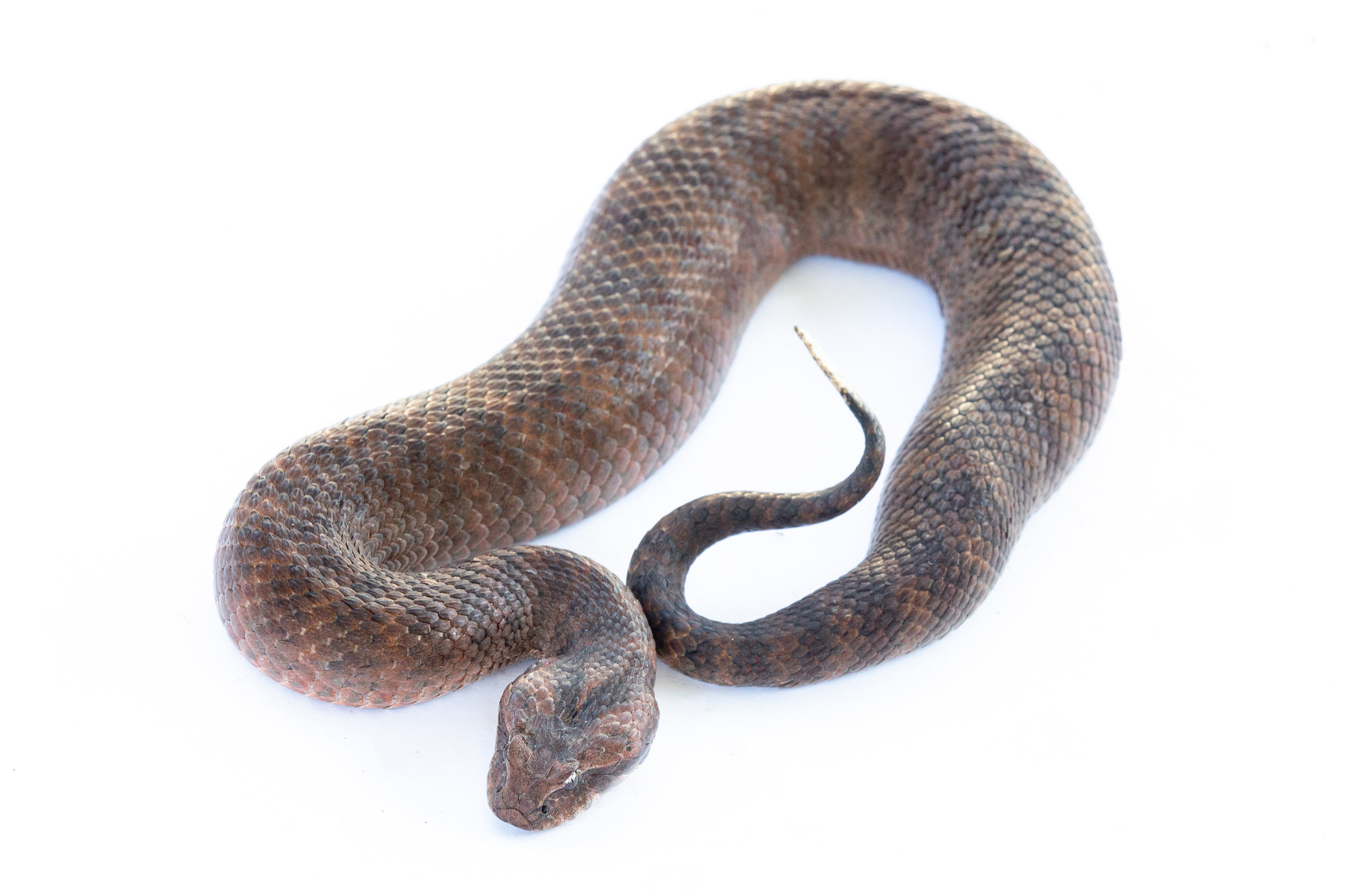 Death Adder High Res (2 of 4).jpg