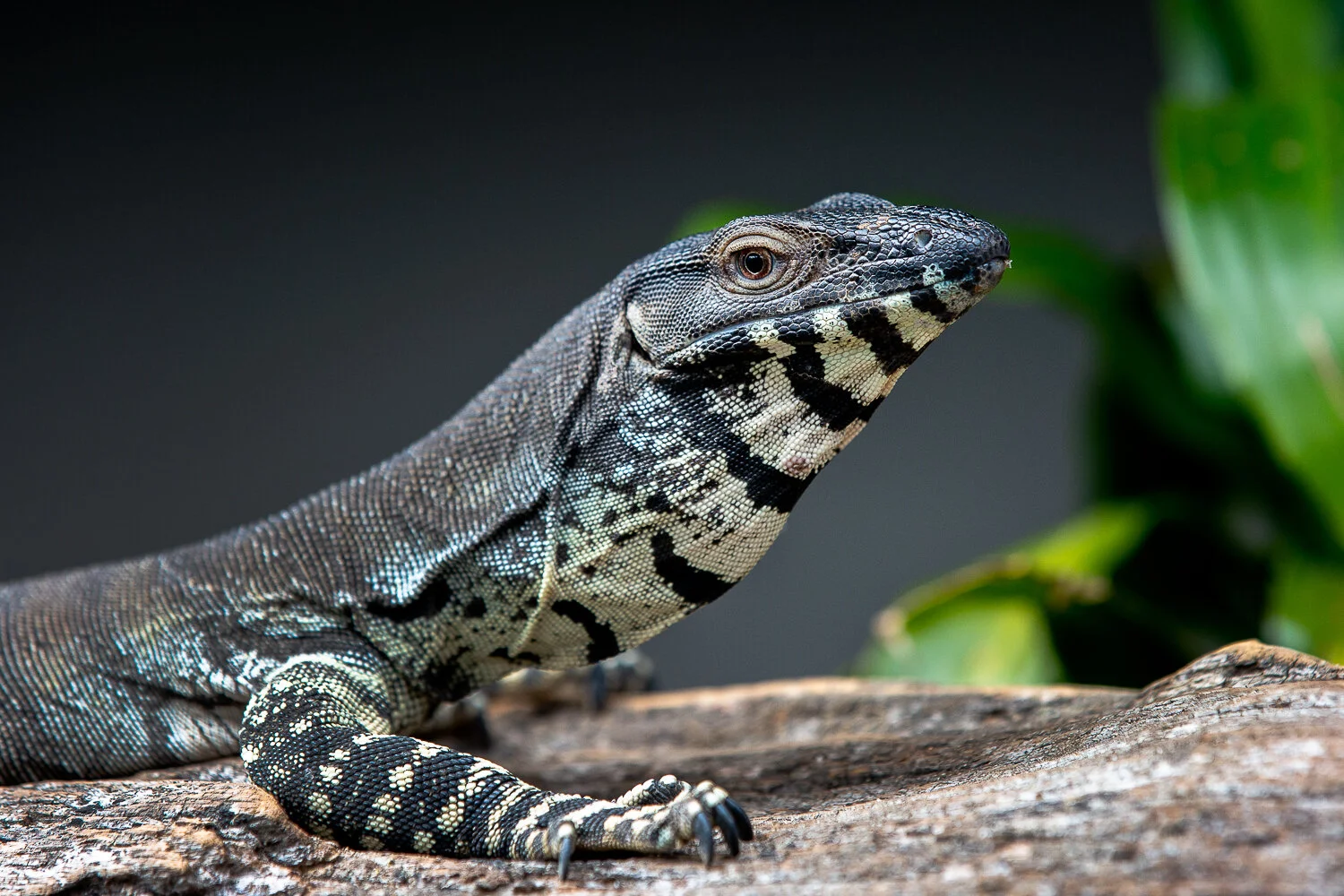 Reptile Centre — Reptile World