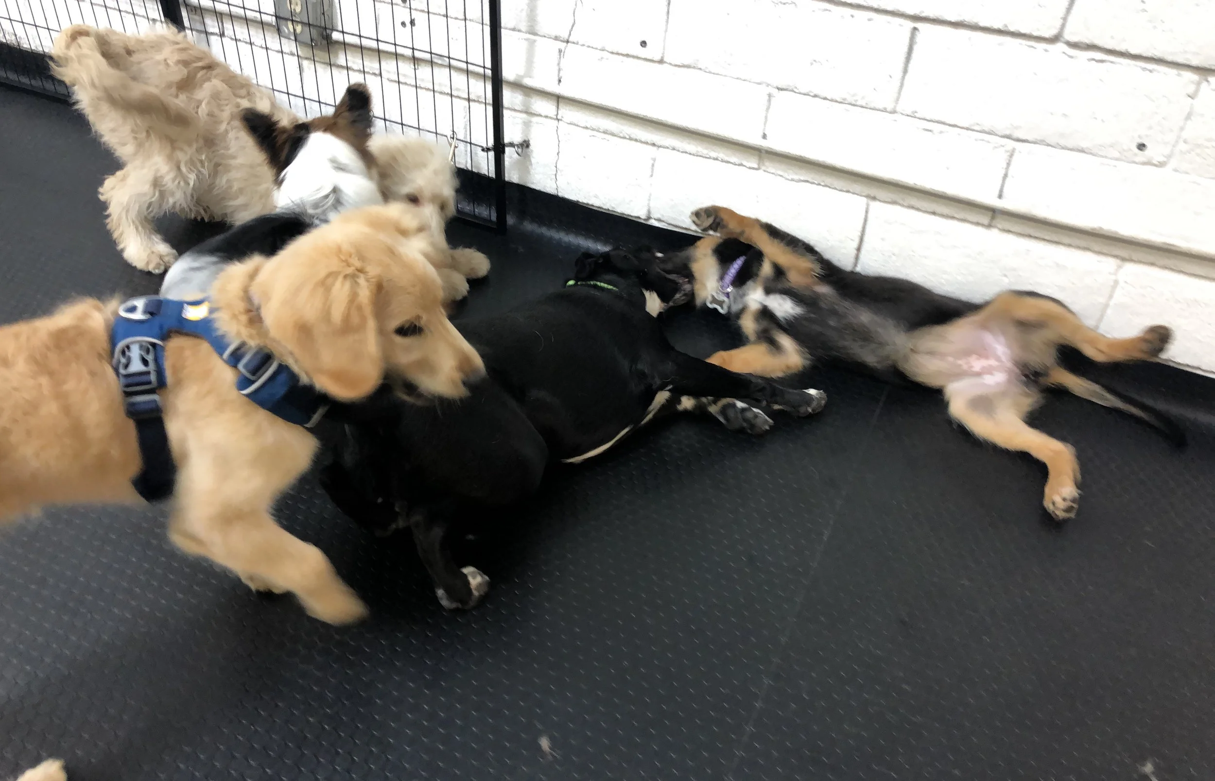 Puppy Socials - how what and why? 