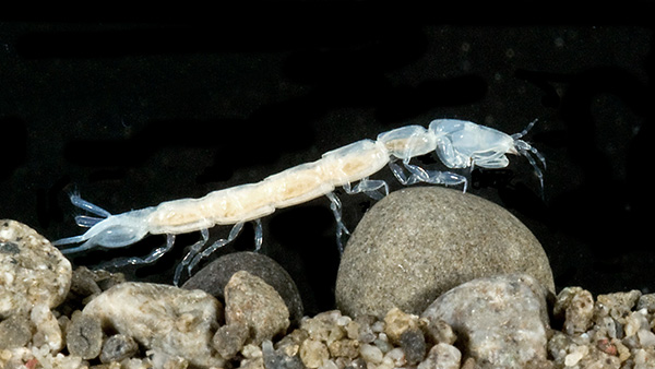 Cruregens fontanus is an isopod crustacean that appears to be a predator that grows to 20 mm long. Photo by NC Boustead, NIWA.
