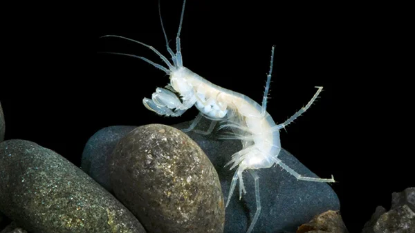 Phretogammarus fragilis is an amphipod crustacean, and a powerful swimmer. Adults, such as this female with a brood pouch full of embryos on its underside, can reach 25 mm long. Photo by NC Boustead, NIWA.