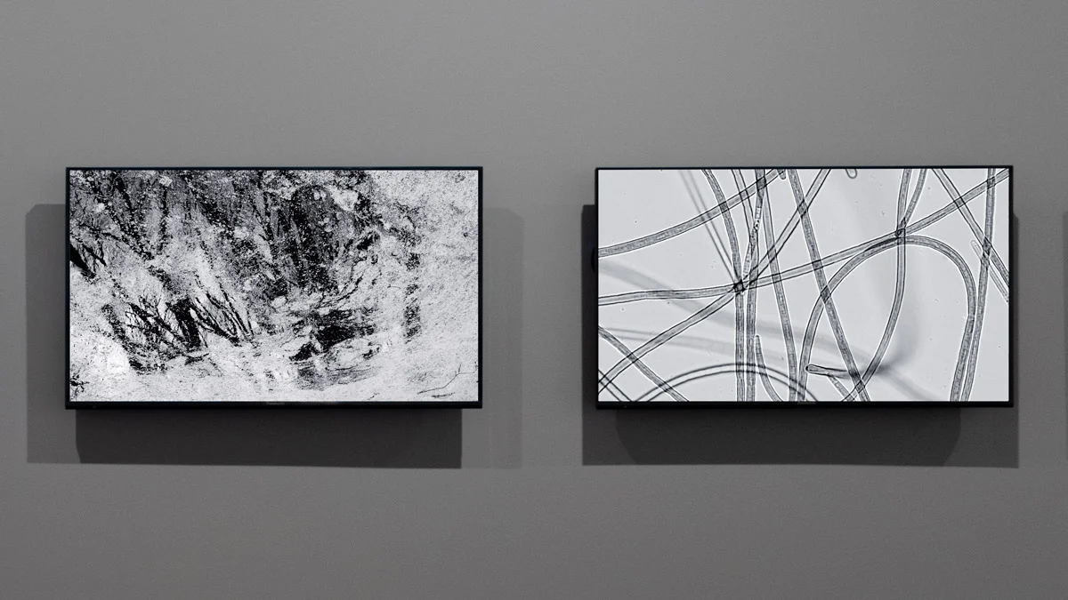 murmur 2, 3, 2018, BRUCE FOSTER