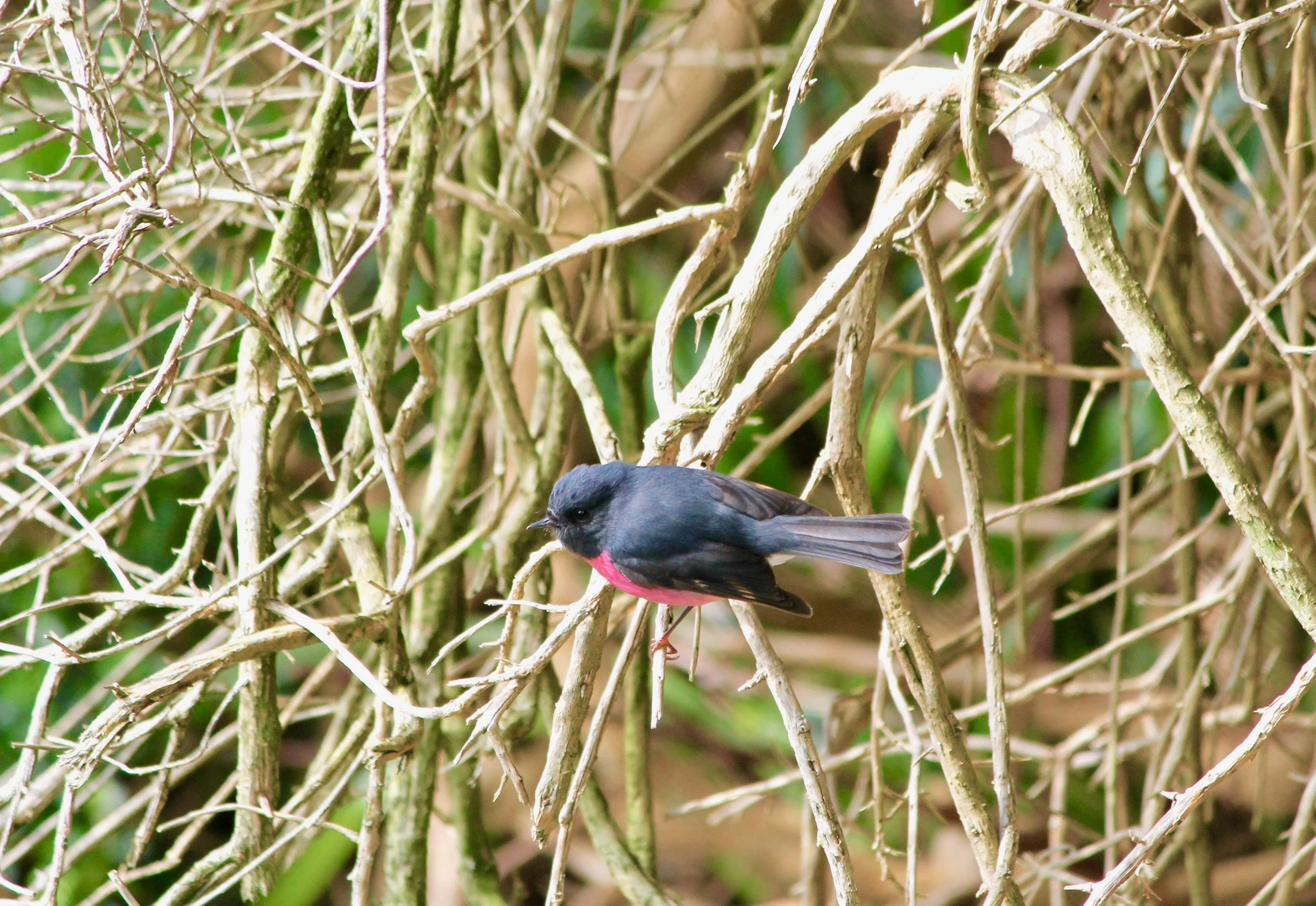 Tasmania's Pink Robin