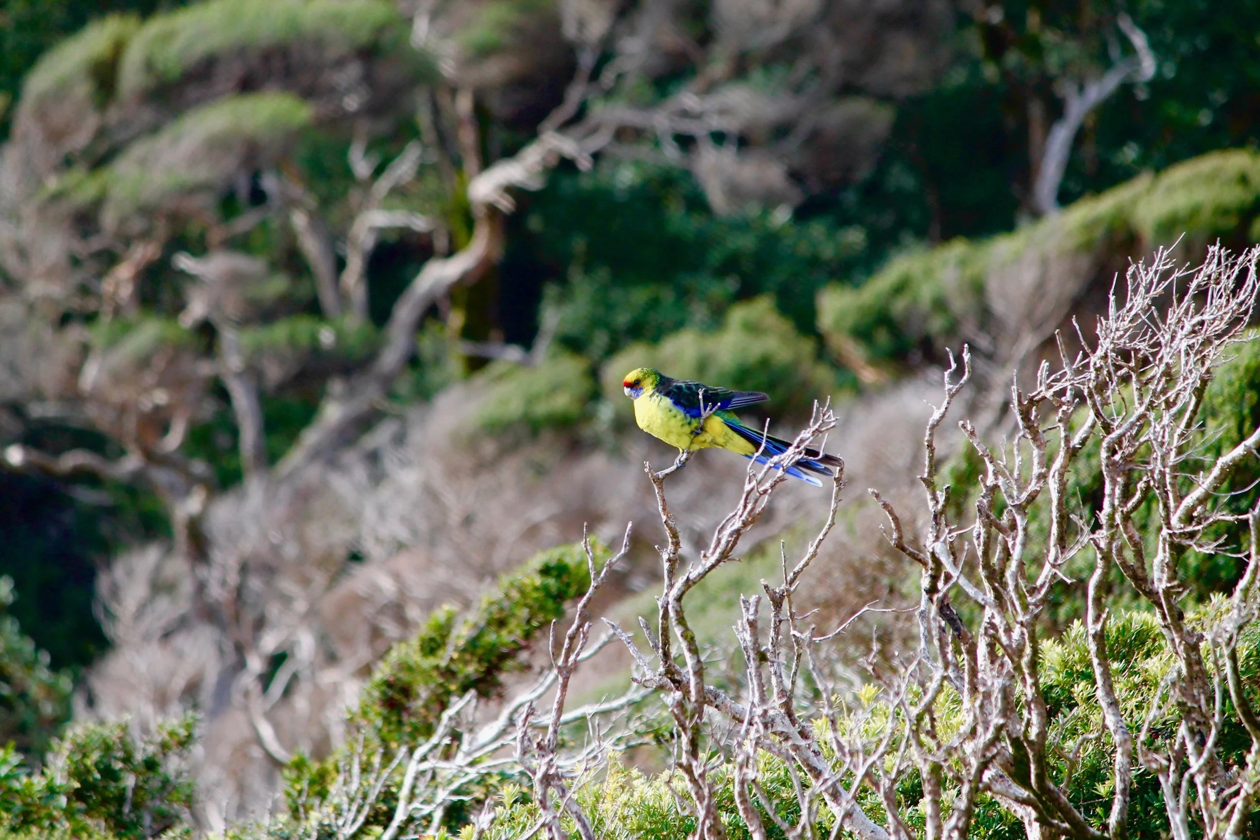 Green Rosella resting on 100-year-old tea tree.