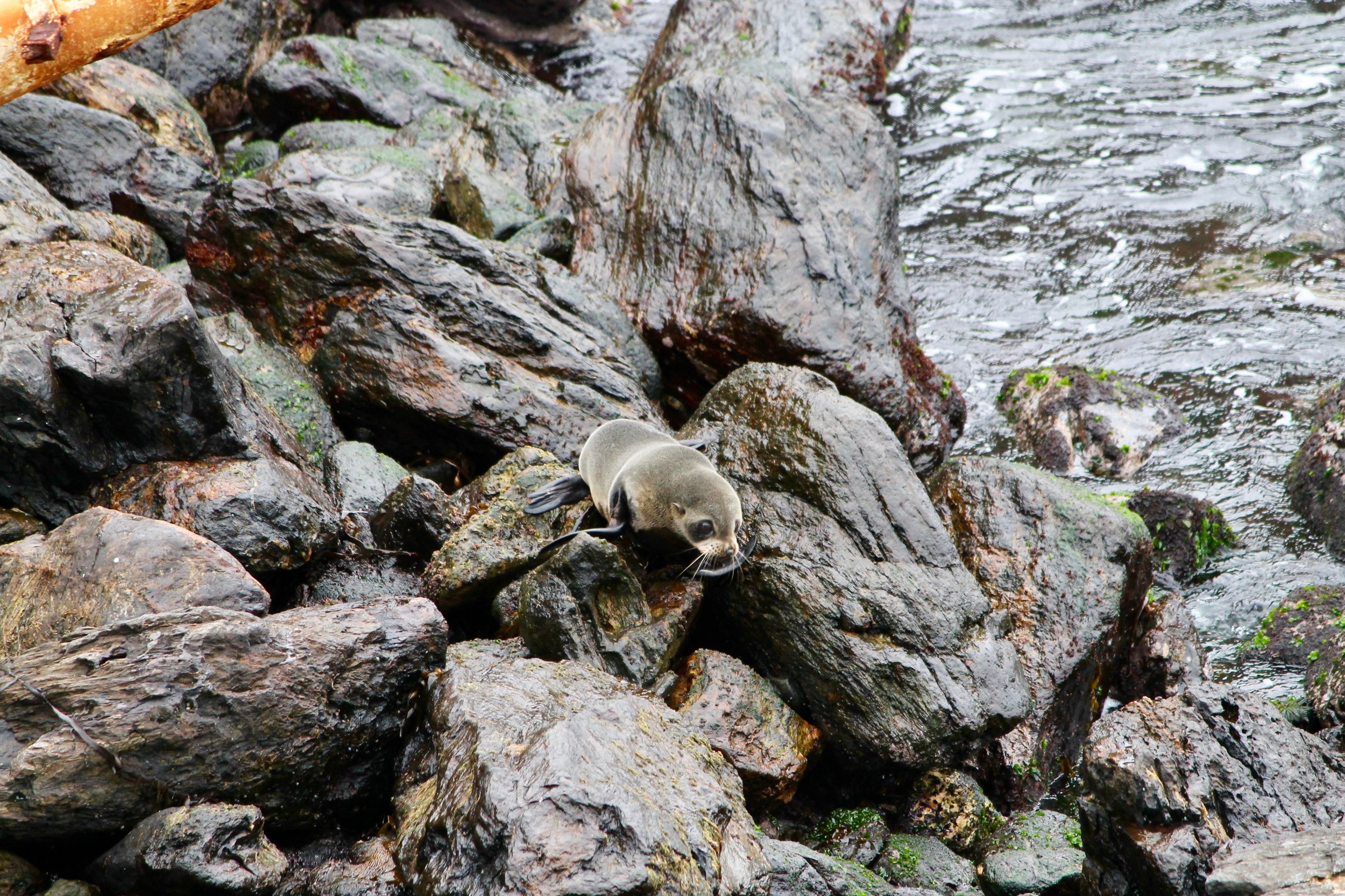 Yearling seal pup making its way to the water