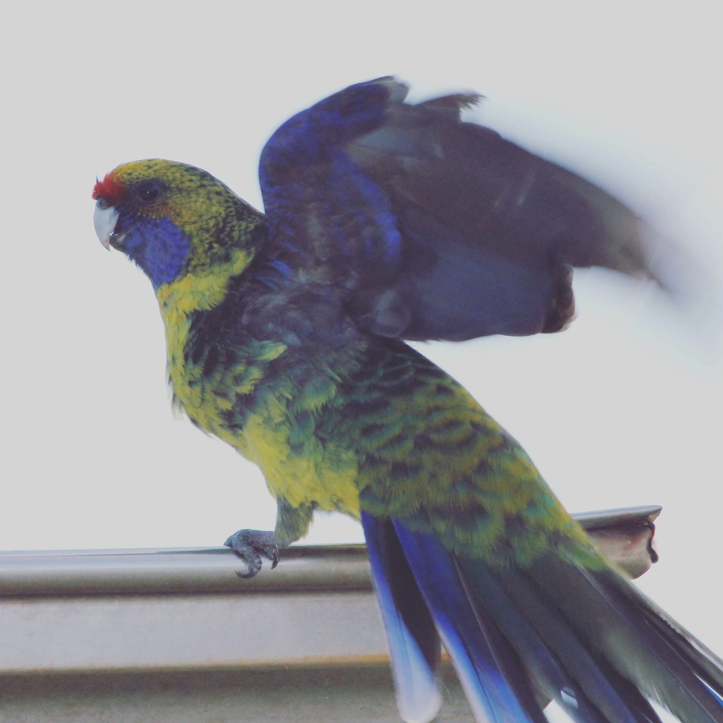Cheeky green rosella