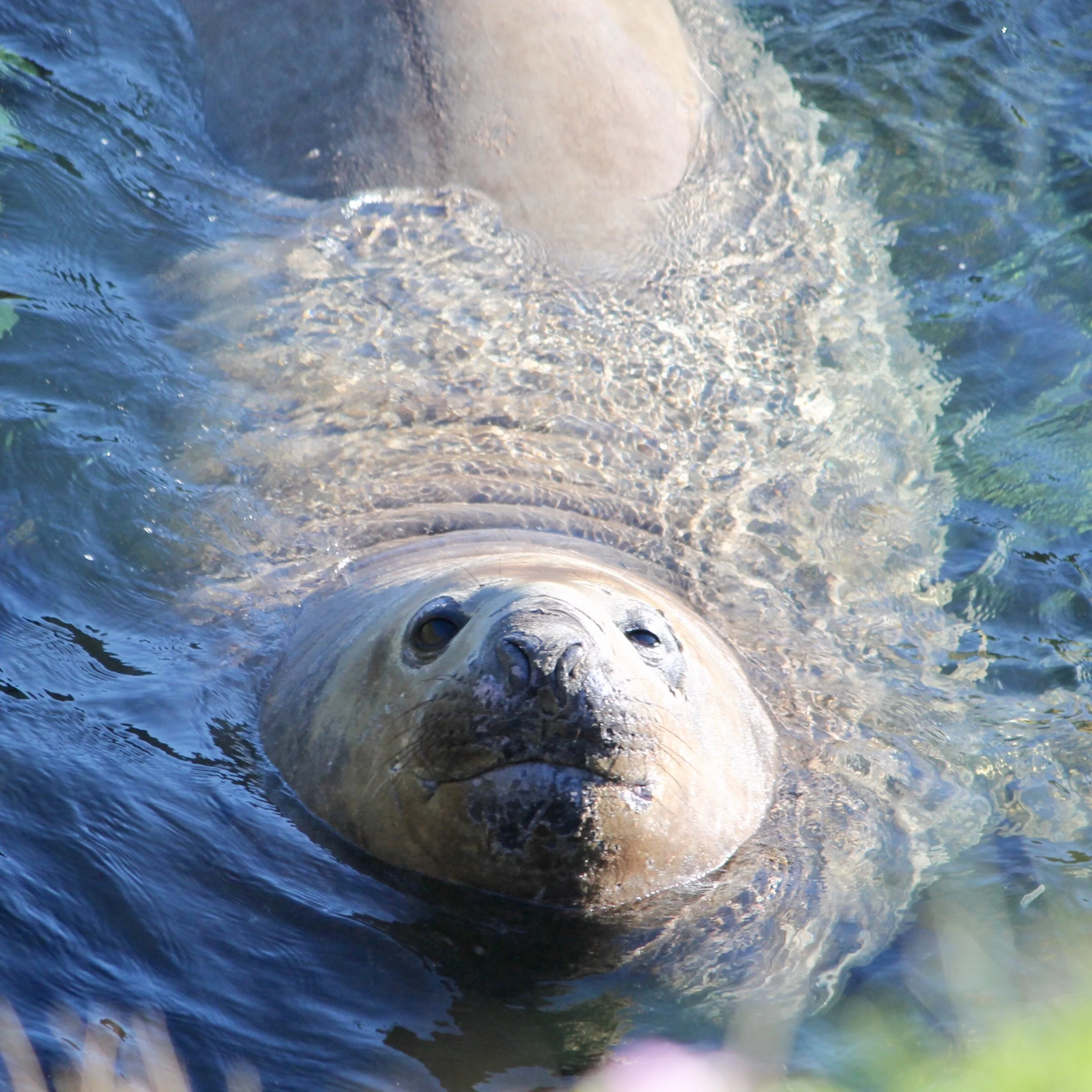 Rocky, the elephant seal