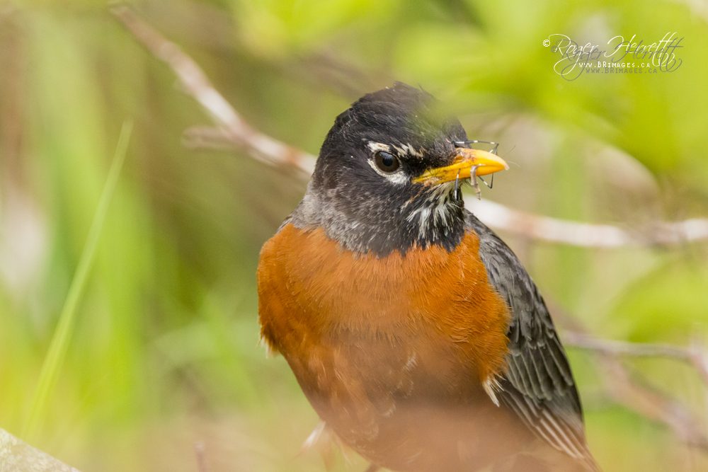 American Robin – Canon 70D, Sigma 150-600mm Contemporary @ 600mm, 1/1250 sec, f/8 and ISO 3200