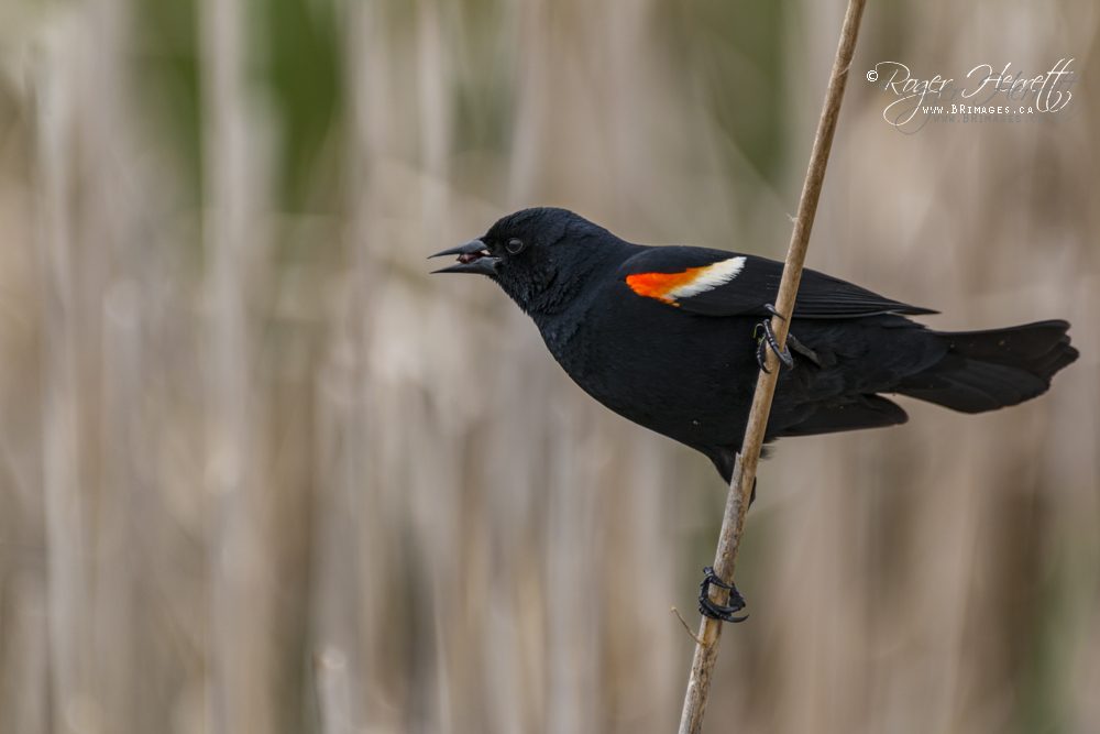 Red-winged Blackbird – Canon 70D, Sigma 150-600mm Contemporary @ 600mm, 1/800 sec, f/6.3 and ISO 320