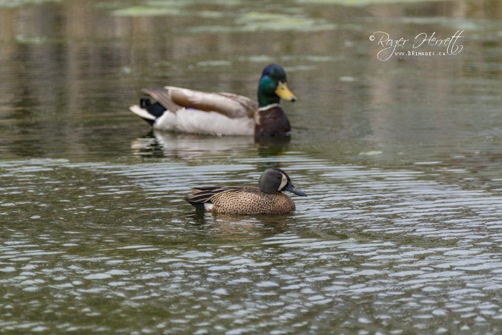 Mallard Duck (male) and Blue-winged Teal (male) – Canon 70D, Sigma 150-600mm Contemporary @ 600mm, 1/800 sec, f/6.3 and ISO 250