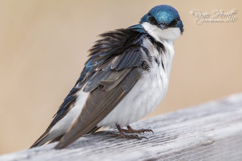 Tree Swallow – Canon 70D, Sigma 150-600mm Contemporary @ 600mm, 1/800 sec, f/6.3 and ISO 400