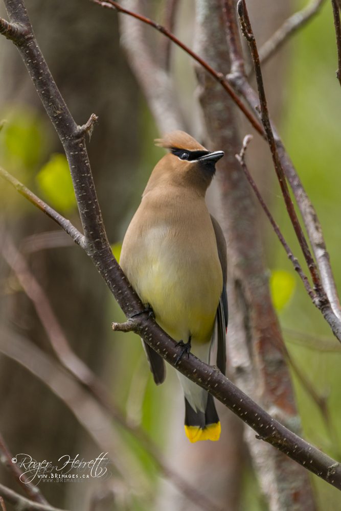 Cedar Waxwing – Canon 70D, Sigma 150-600mm Contemporary @ 600mm, 1/800 sec, f/6.3 and ISO 500