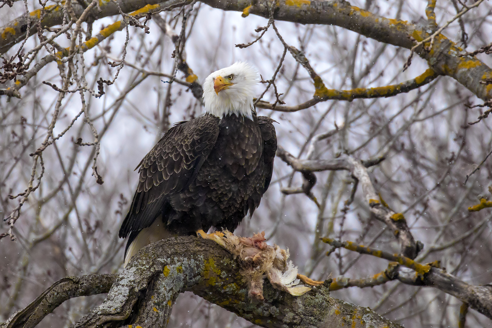 Bald Eagle with chicken