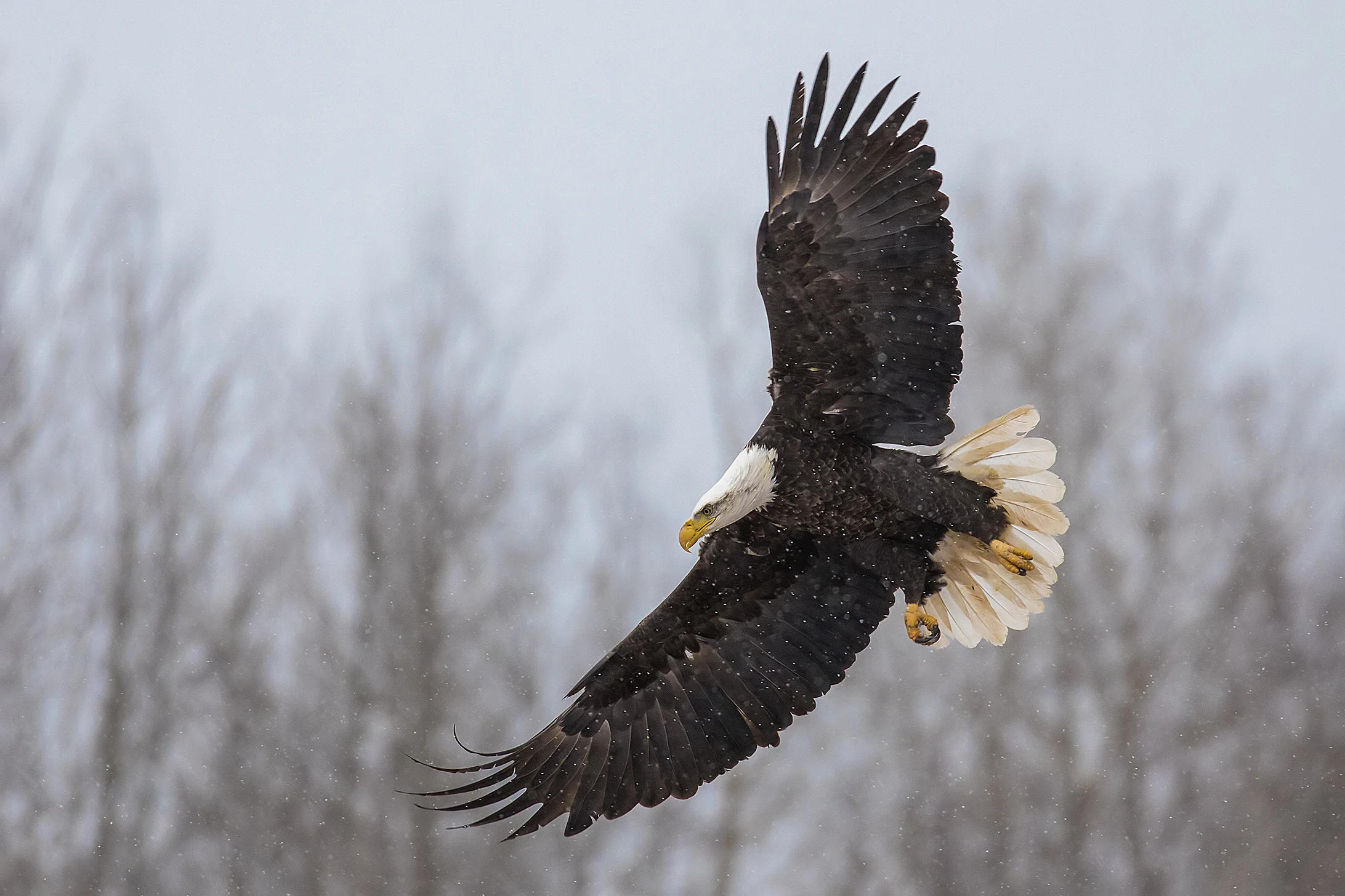 Bald Eagle in flight