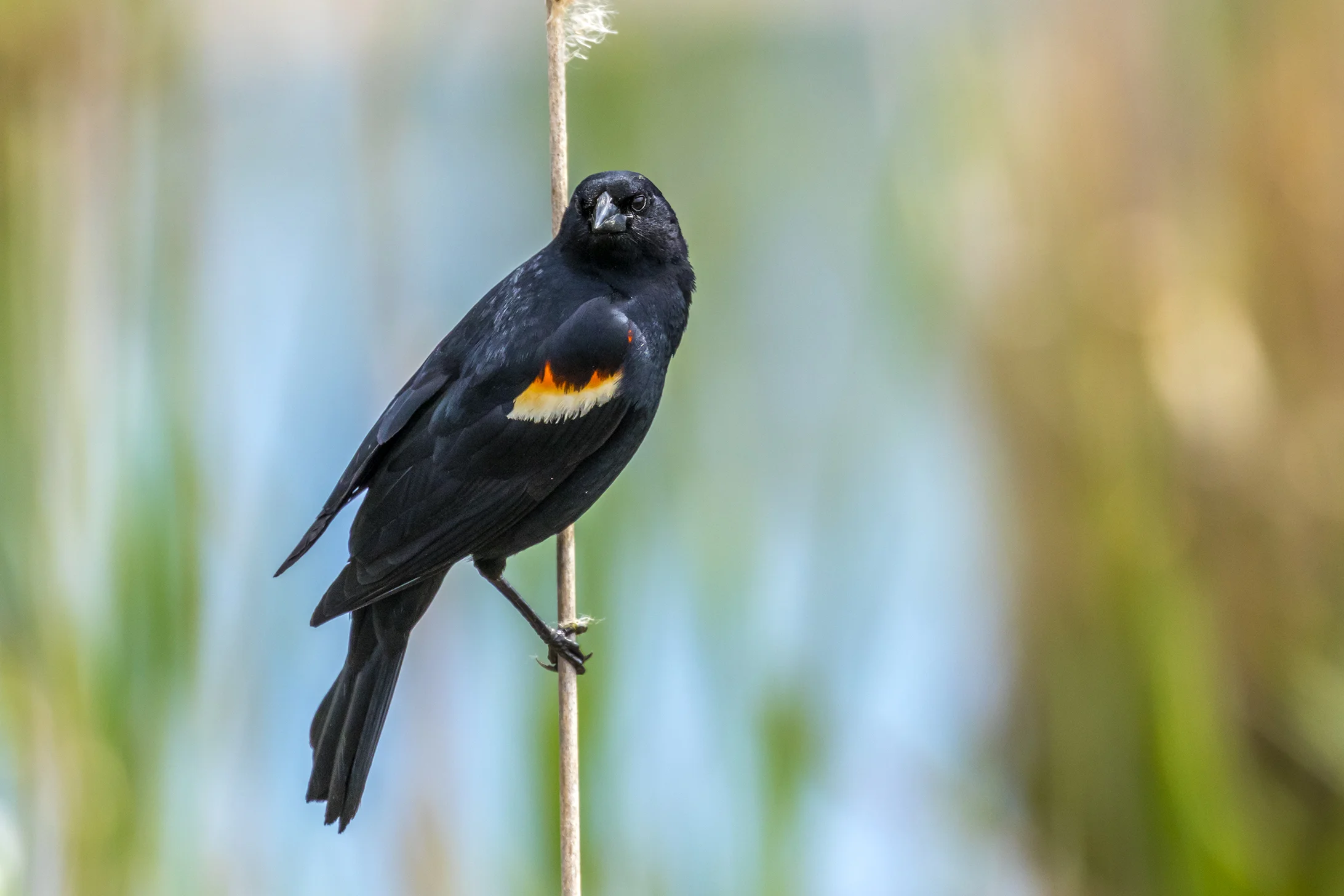 Red-winged Blackbird