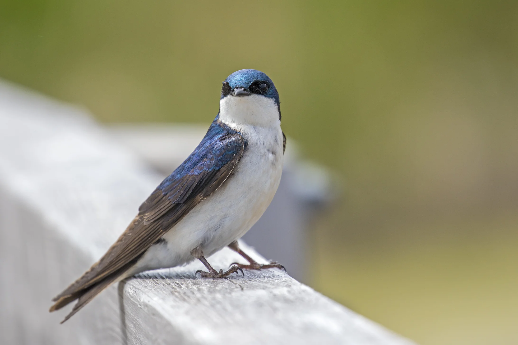 Tree Swallow