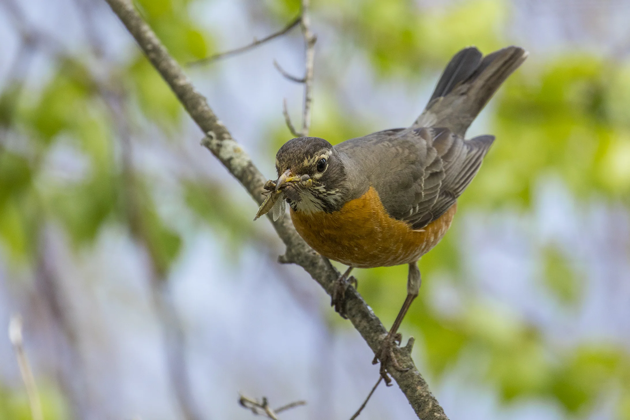 American Robin