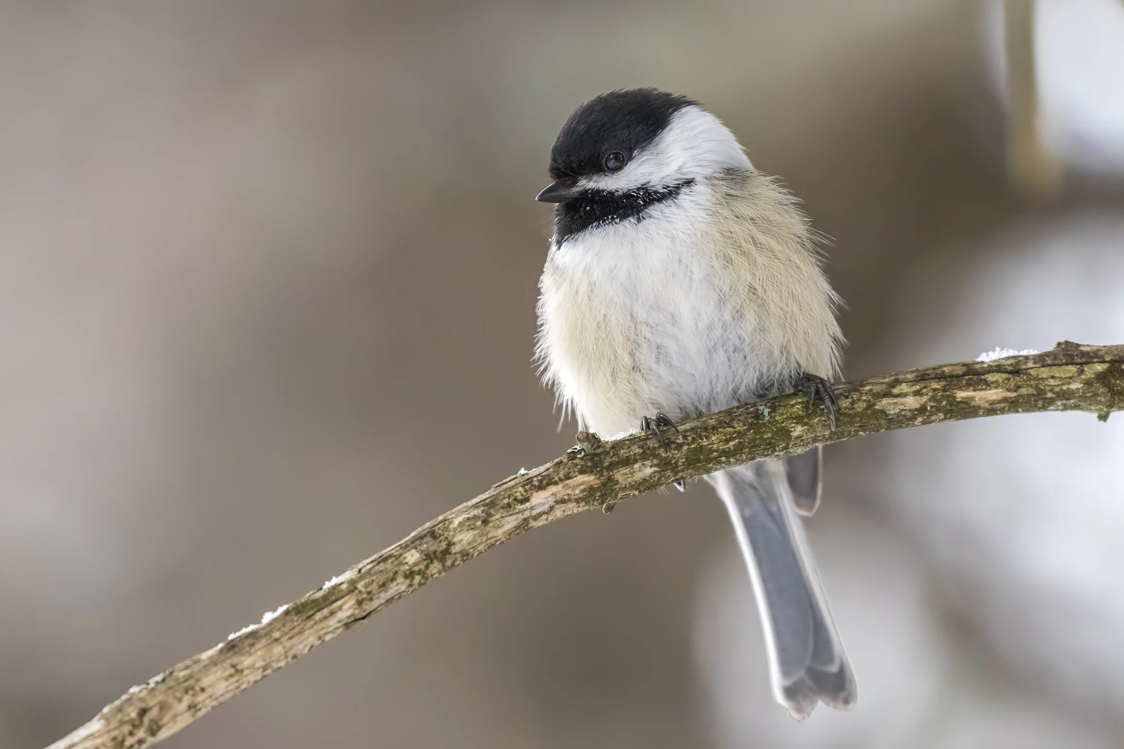 Black-capped Chickadee