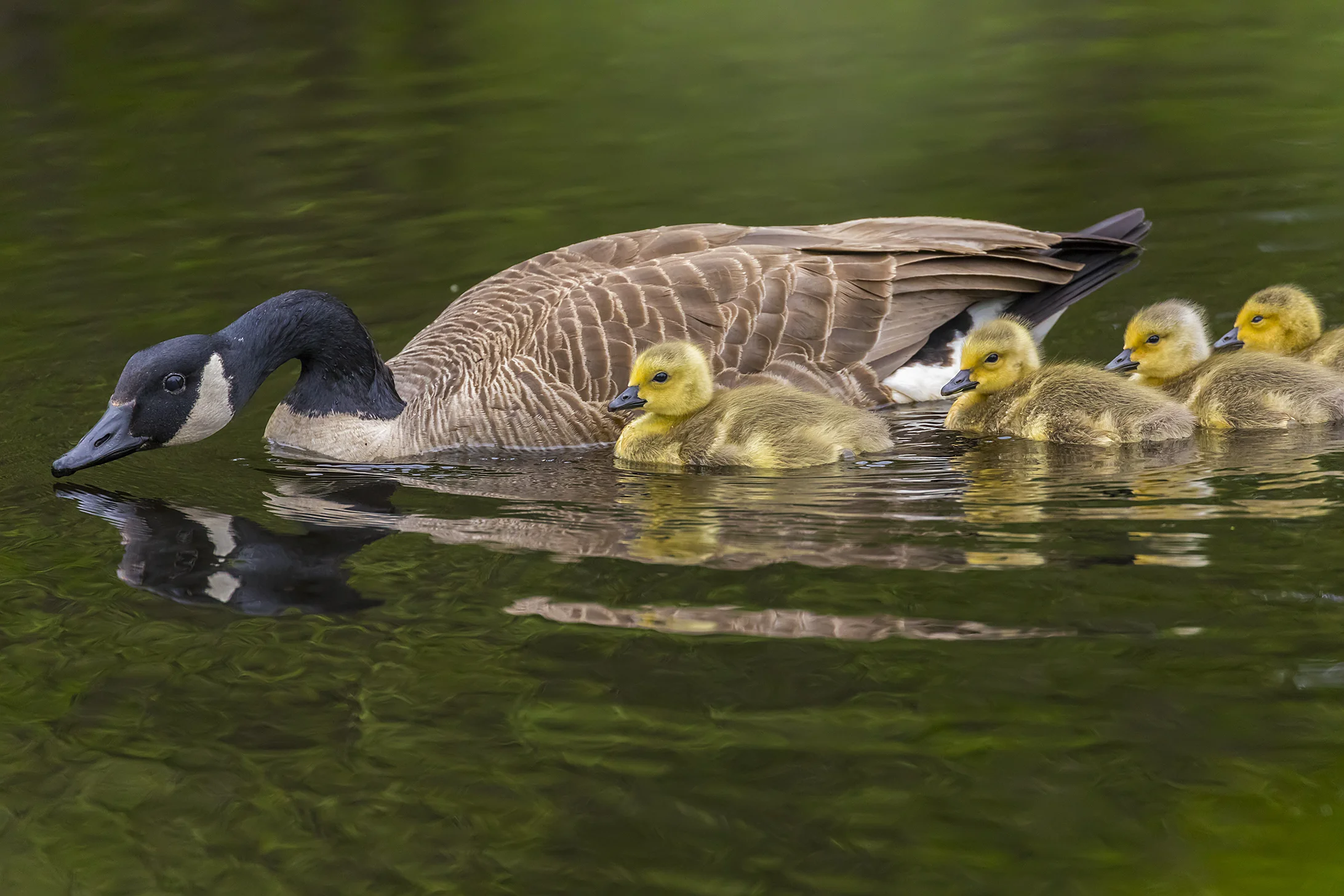 Canada Goose and Goslings