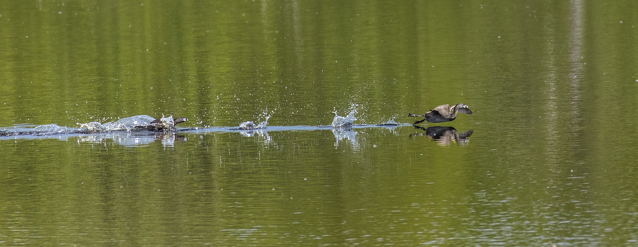 Pied-billed Grebe