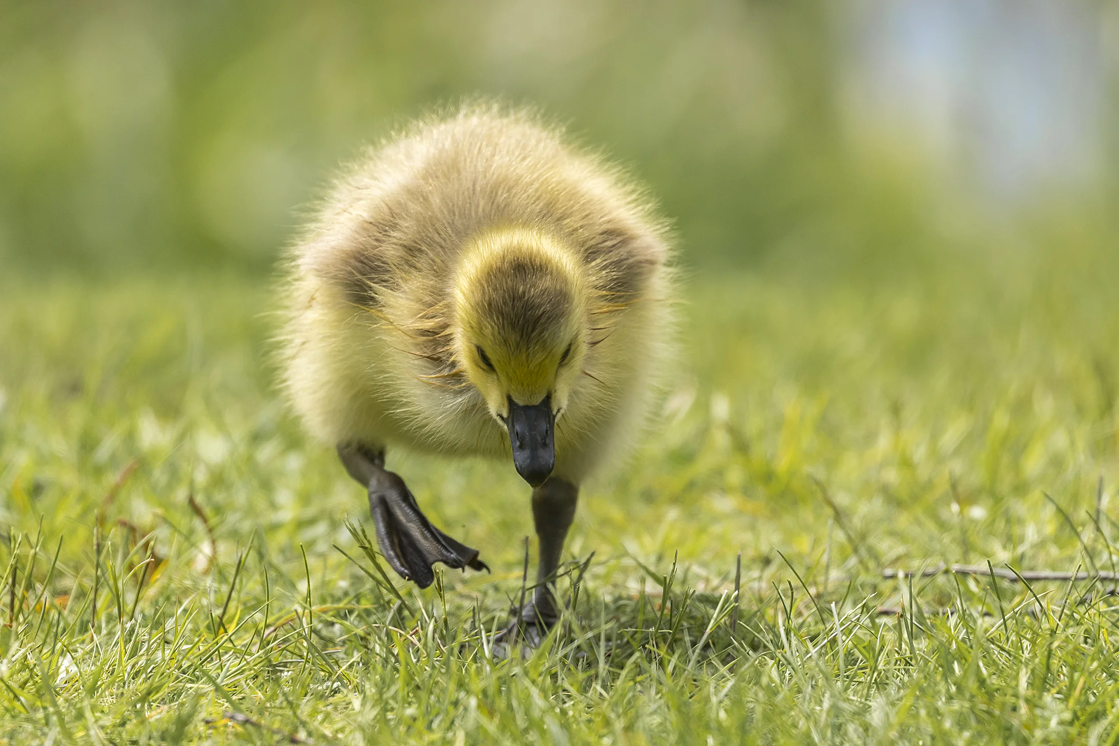 Canada Goose (Gosling)