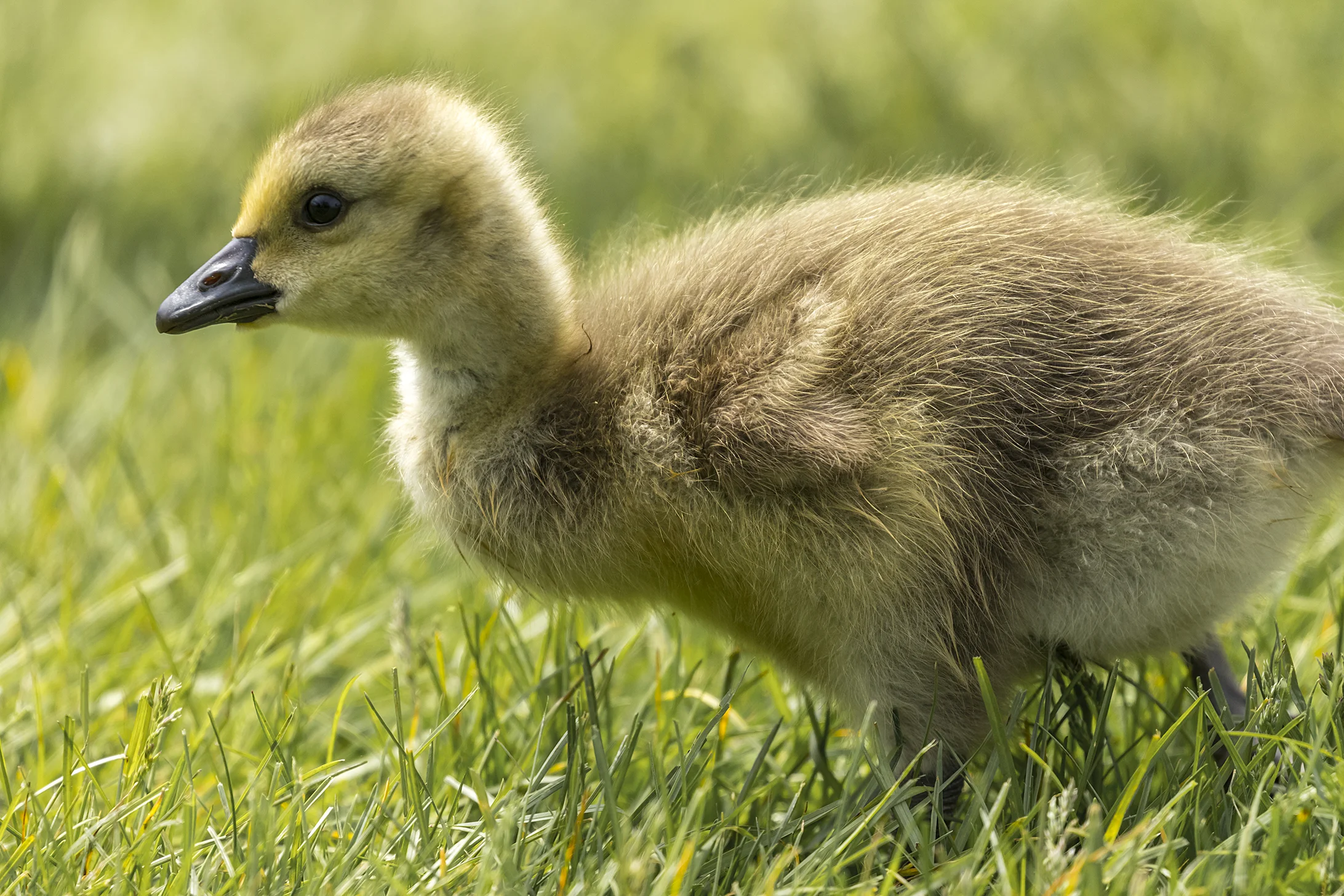 Canada Goose (Gosling)