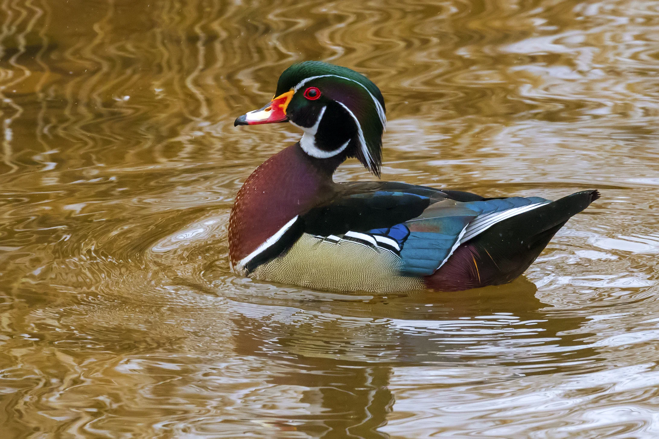 Wood Duck