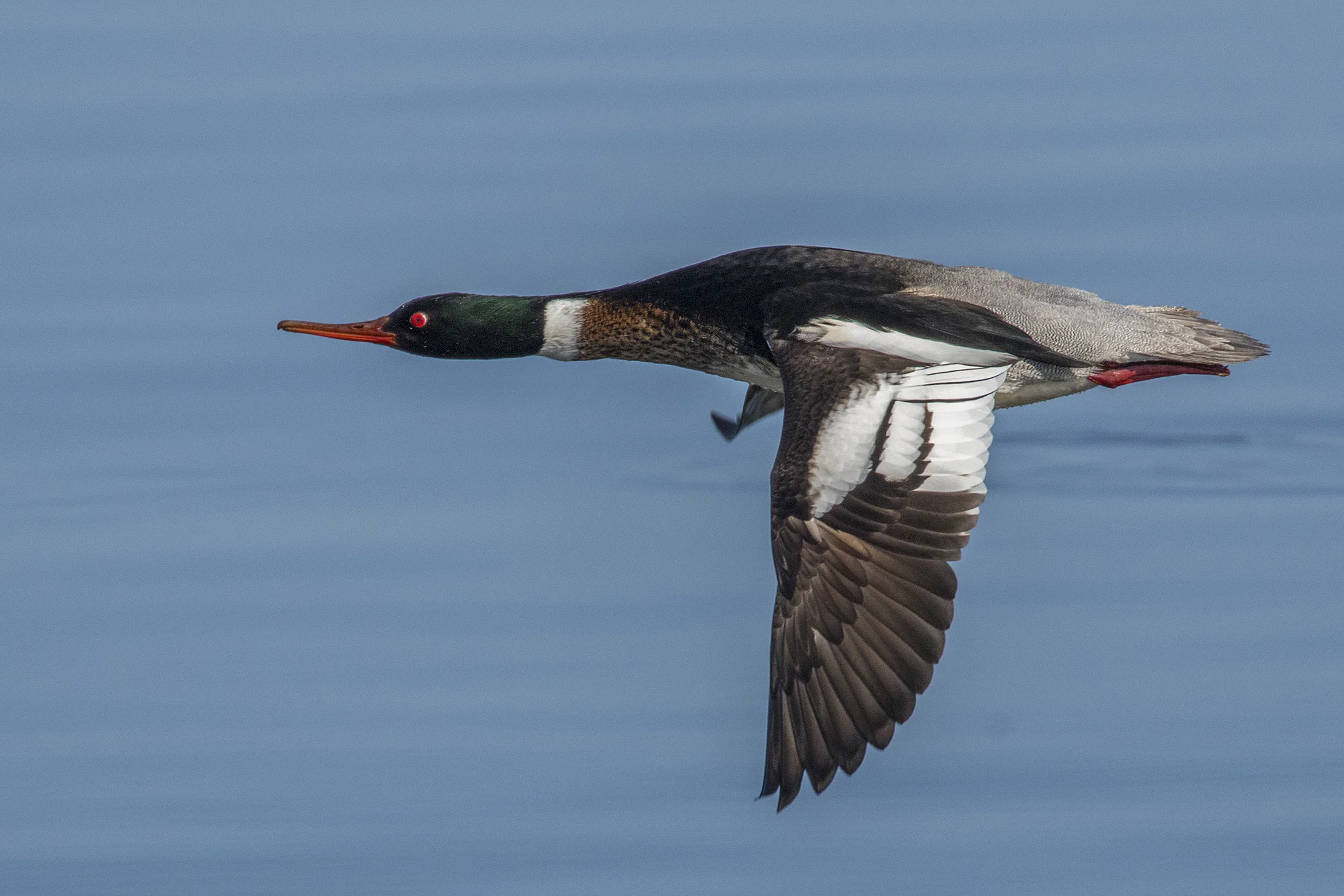 Red-breasted Merganser