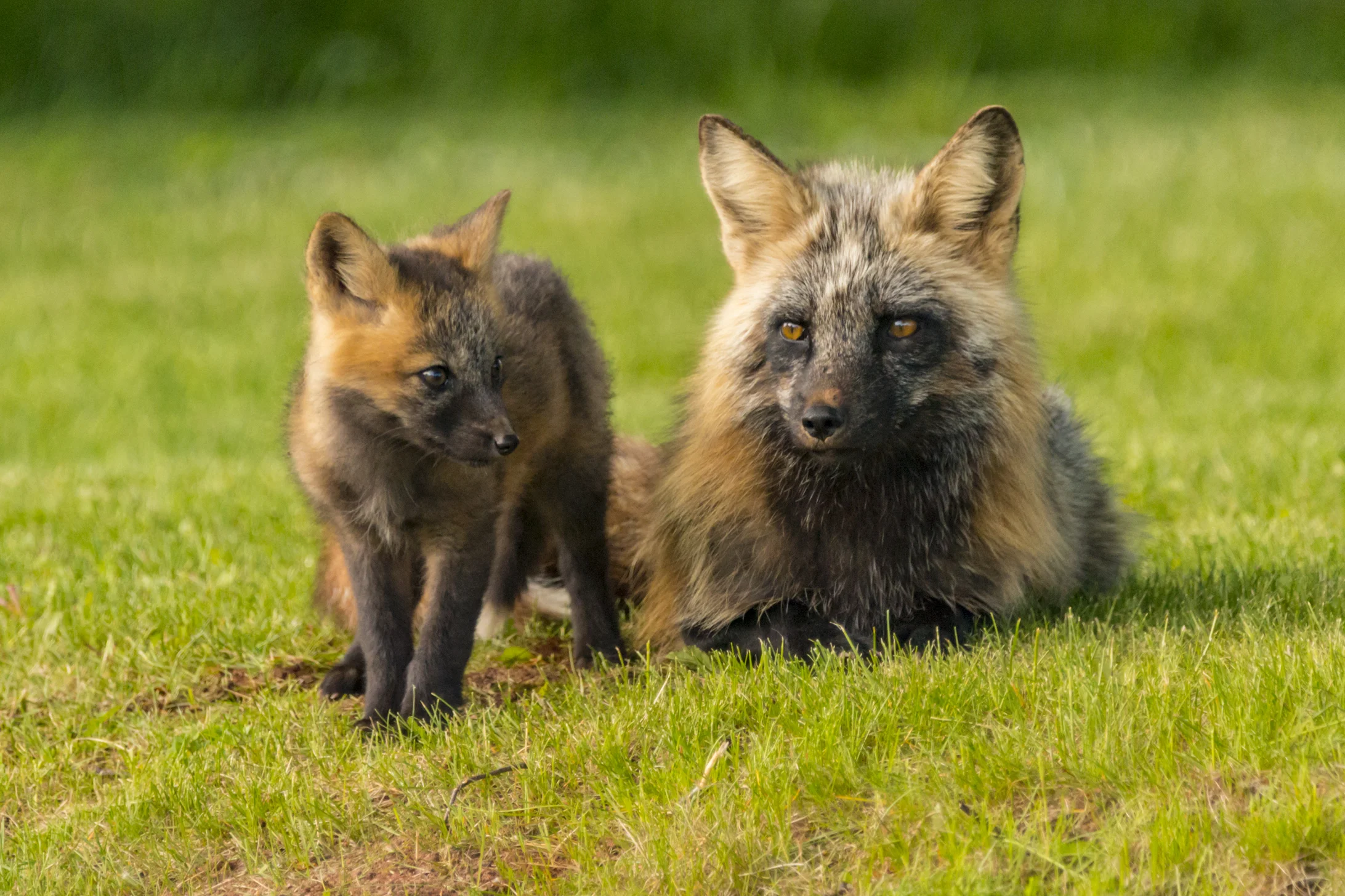 Red Fox (fox cross variant) and Kit