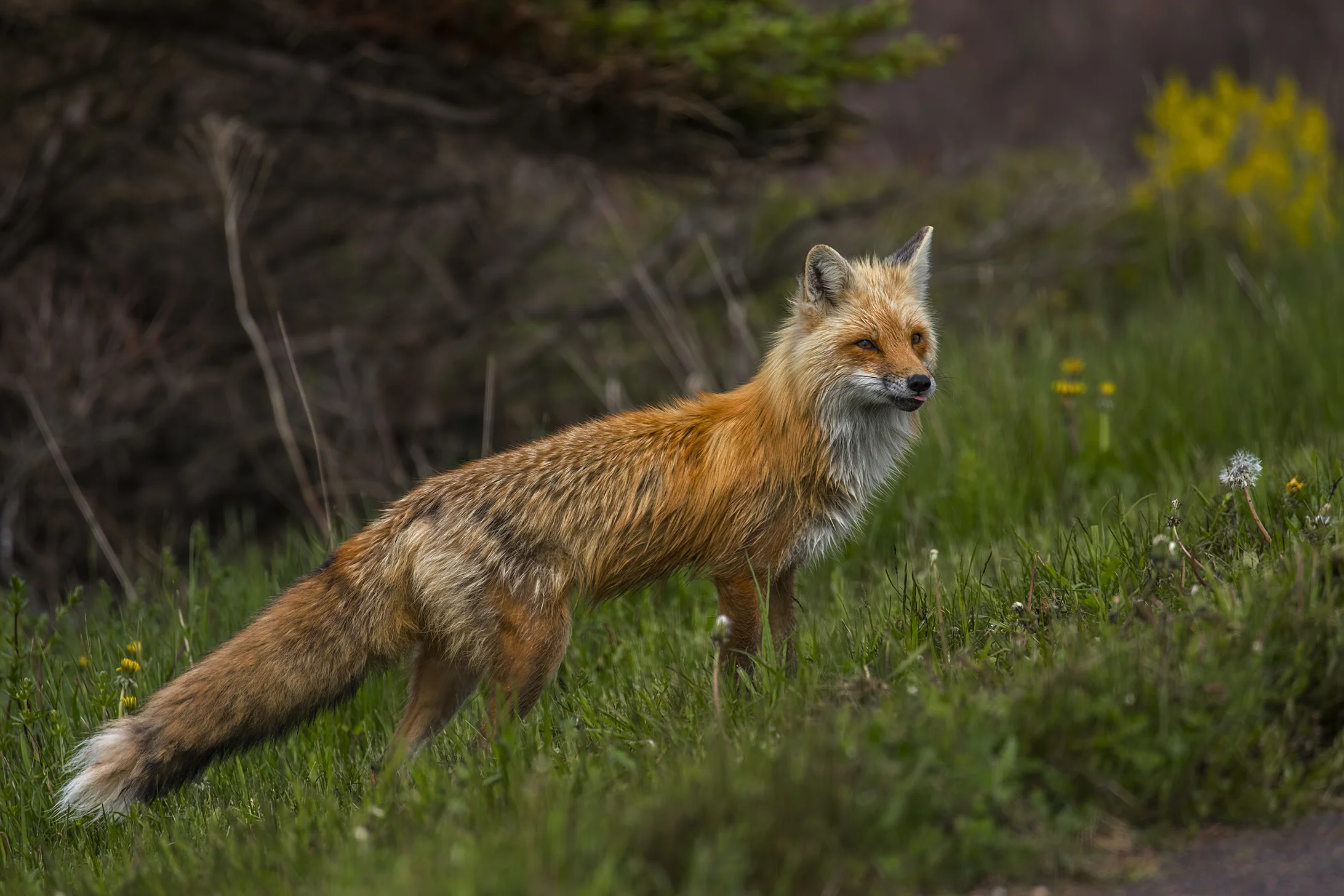 Red Fox