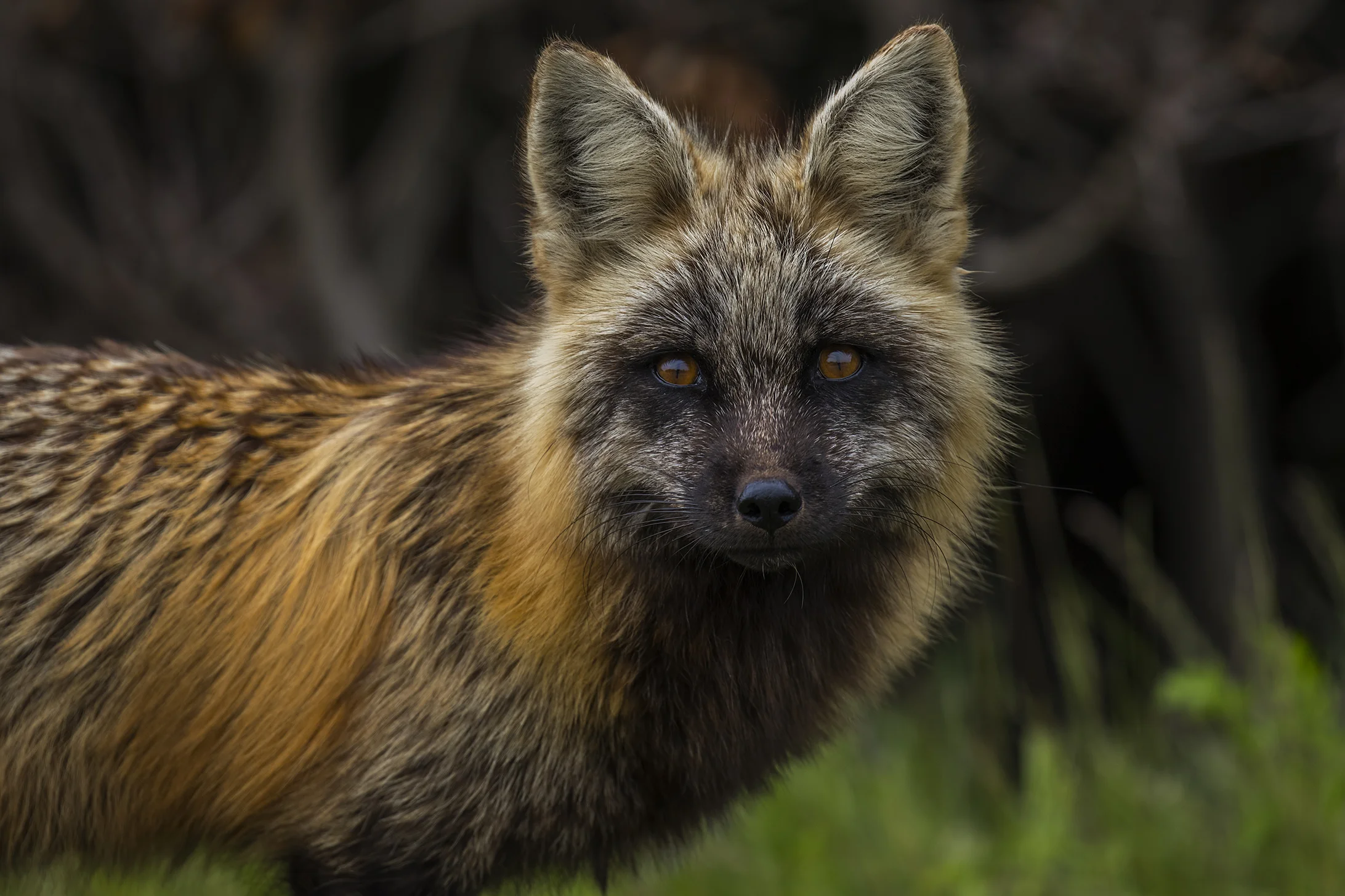 Red Fox (cross variant)