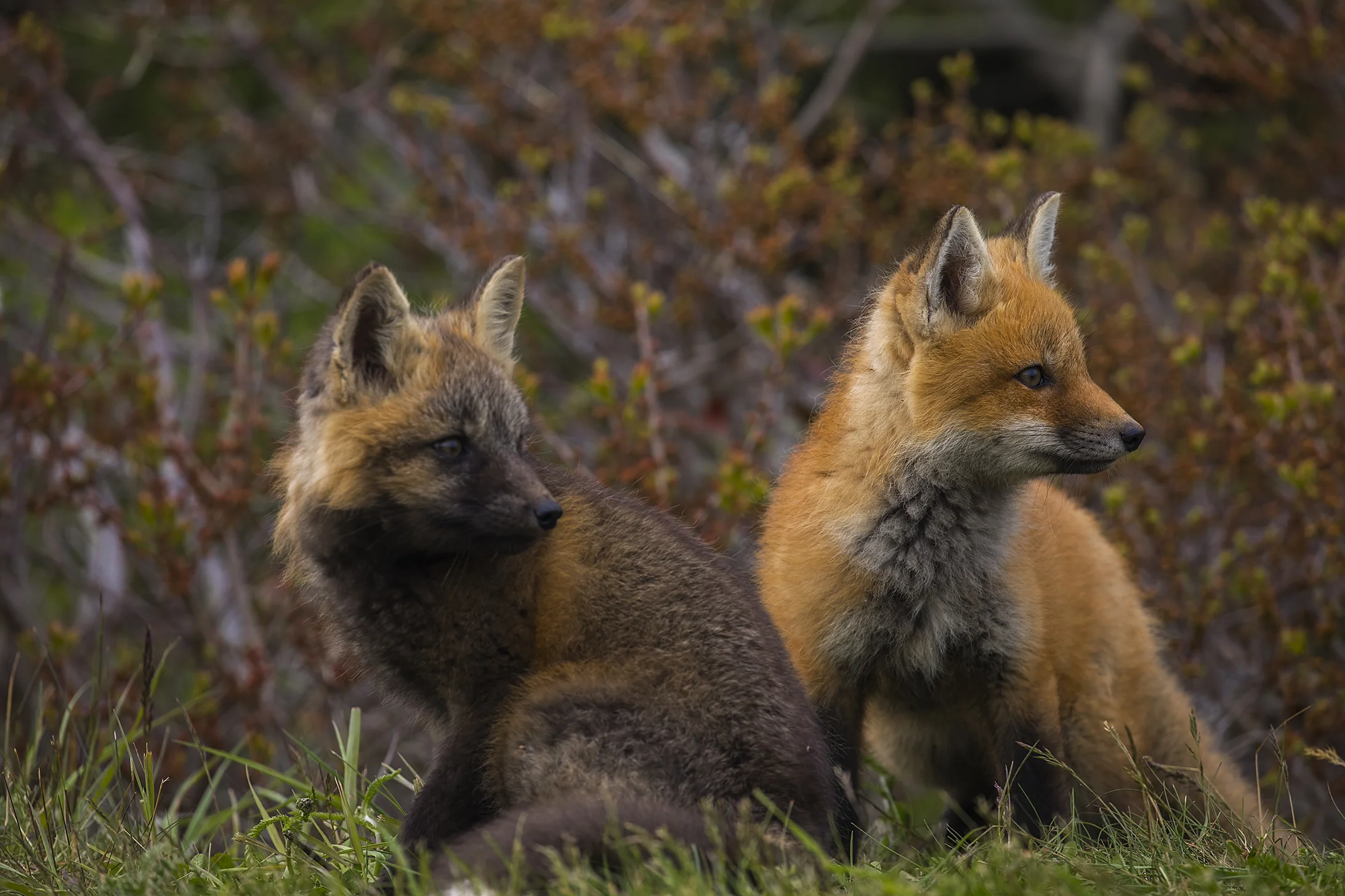 Red Fox Kits