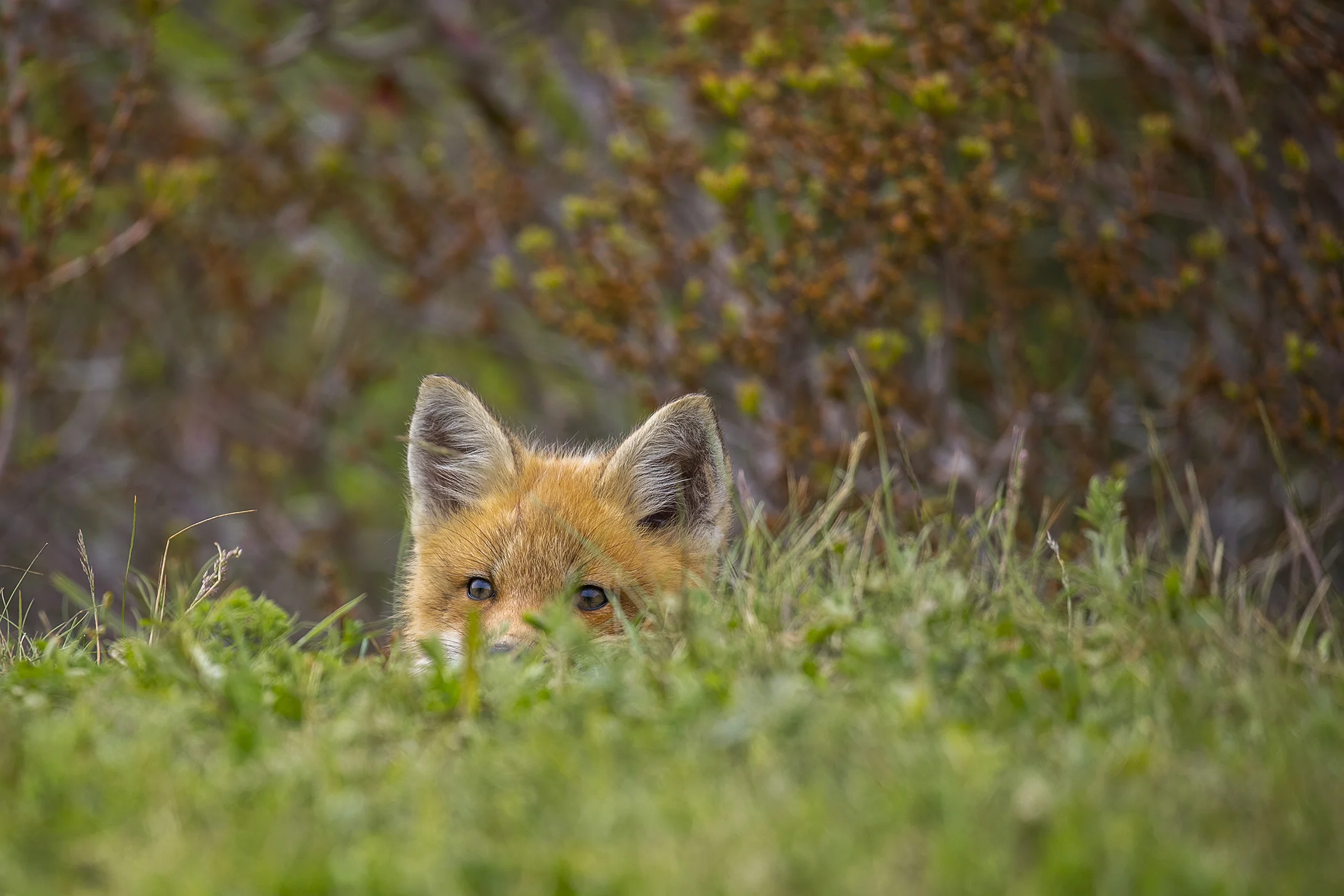 Red Fox Kit