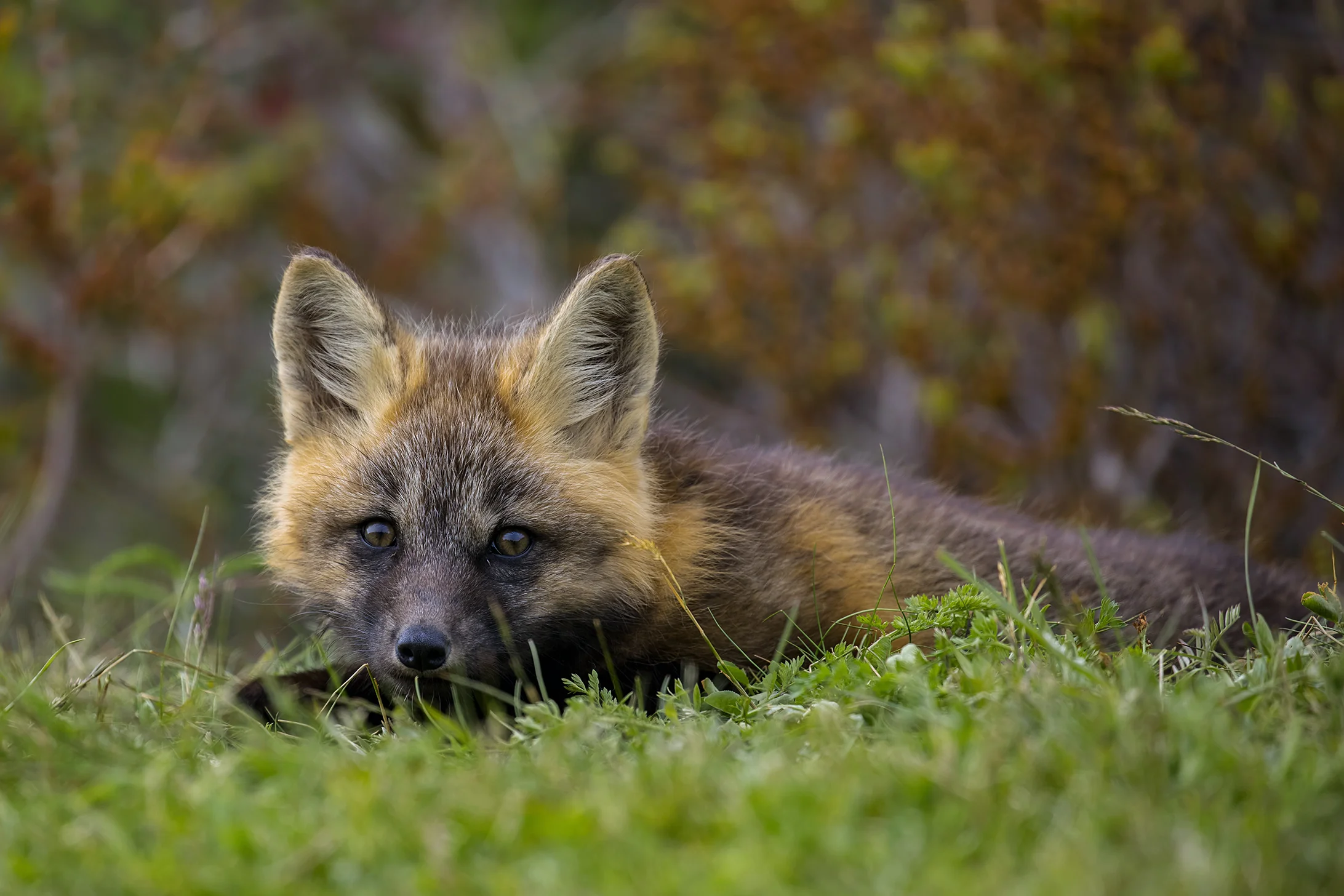 Red Fox Kit