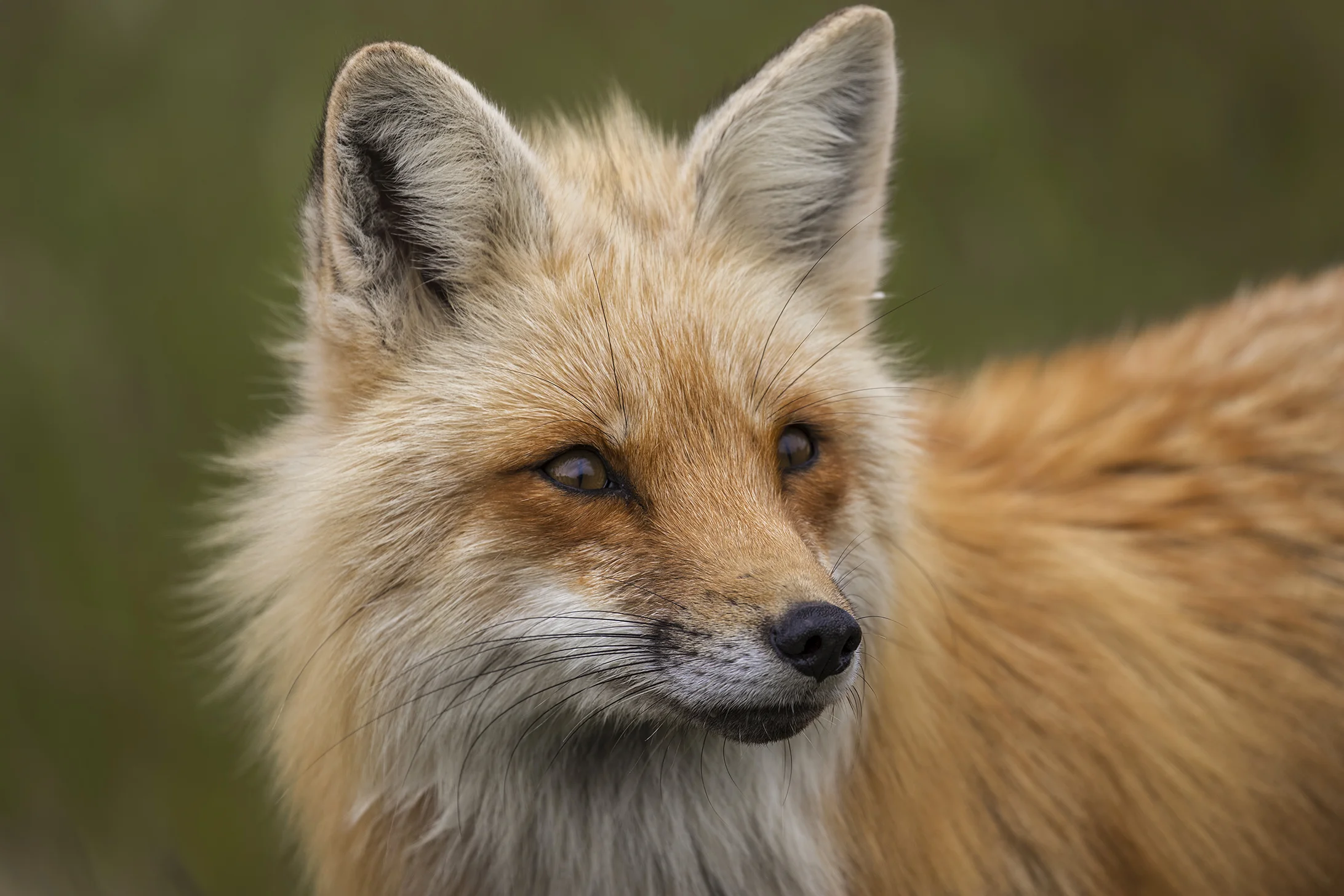 Red Fox