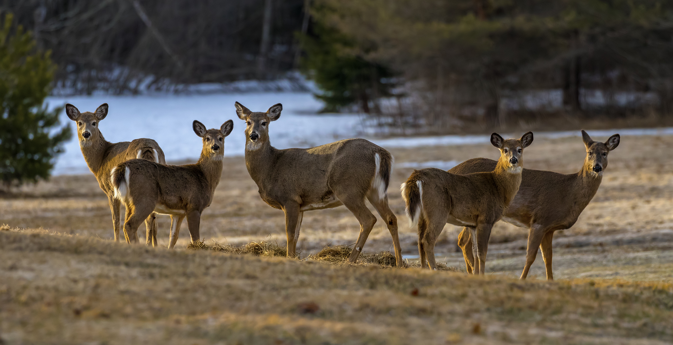 White-tailed Deer