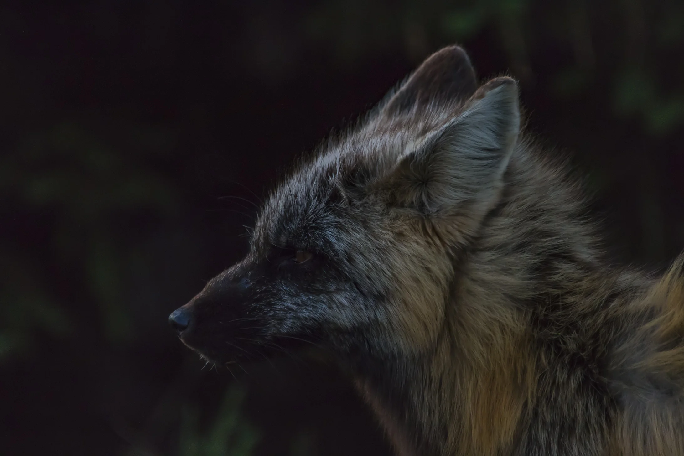 Red Fox (Cross ) male
