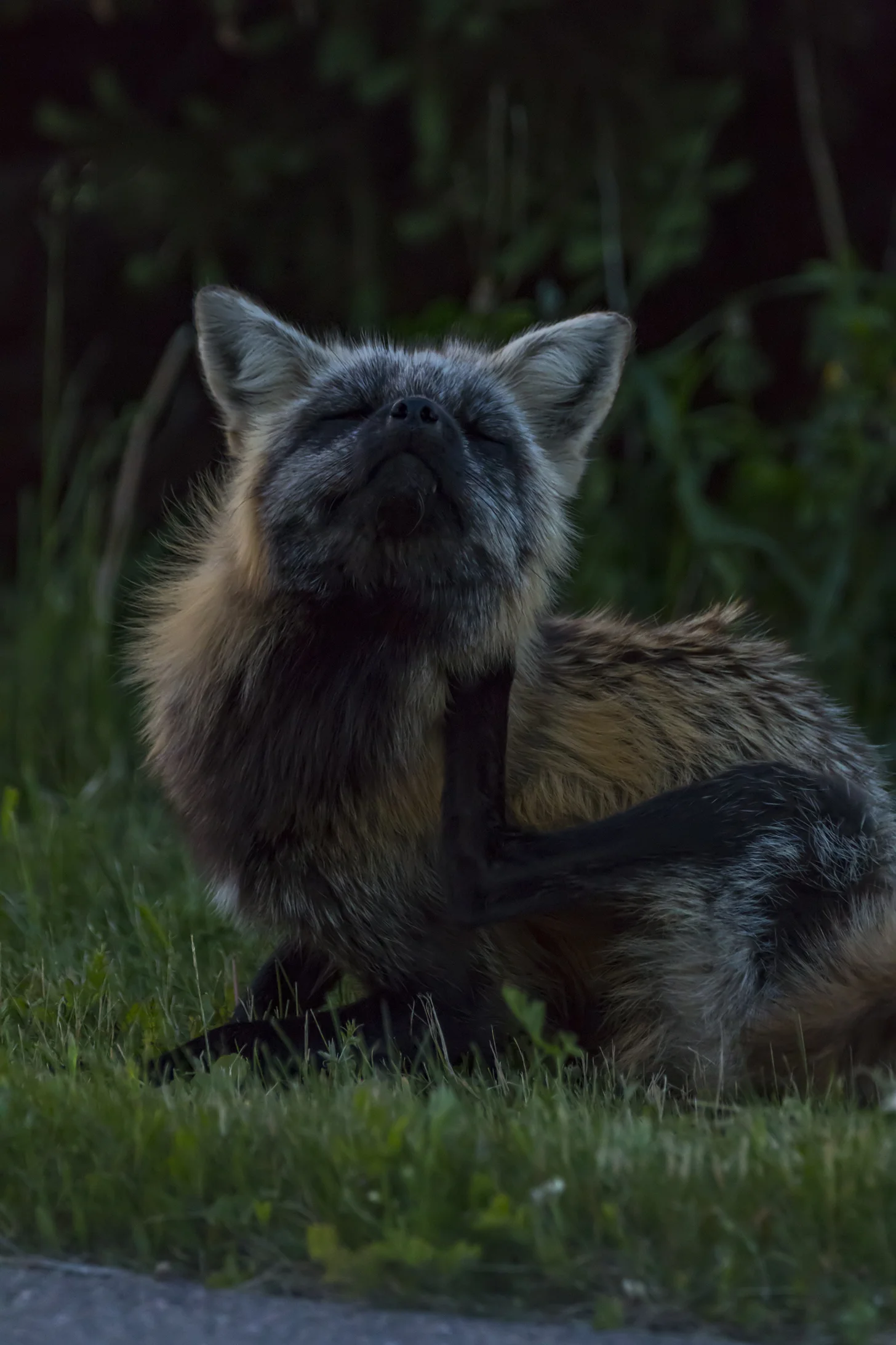 Red Fox (Cross) Male
