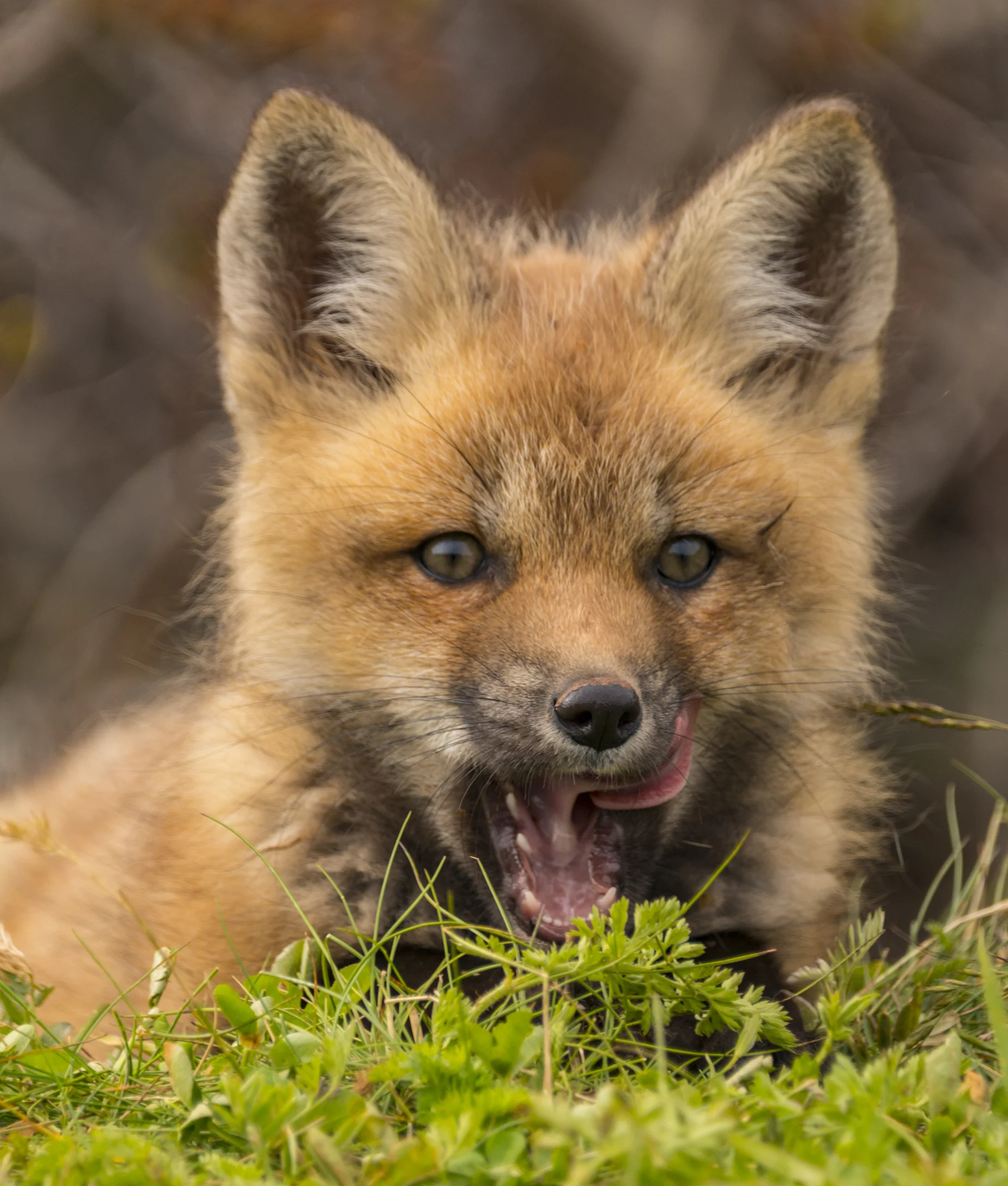 Red Fox Kit