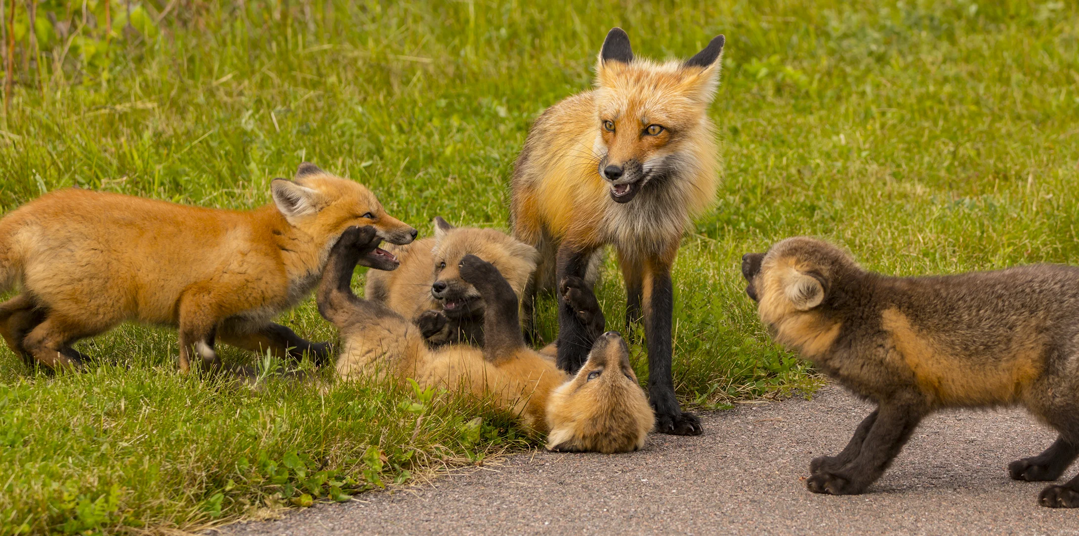Red Fox Kits