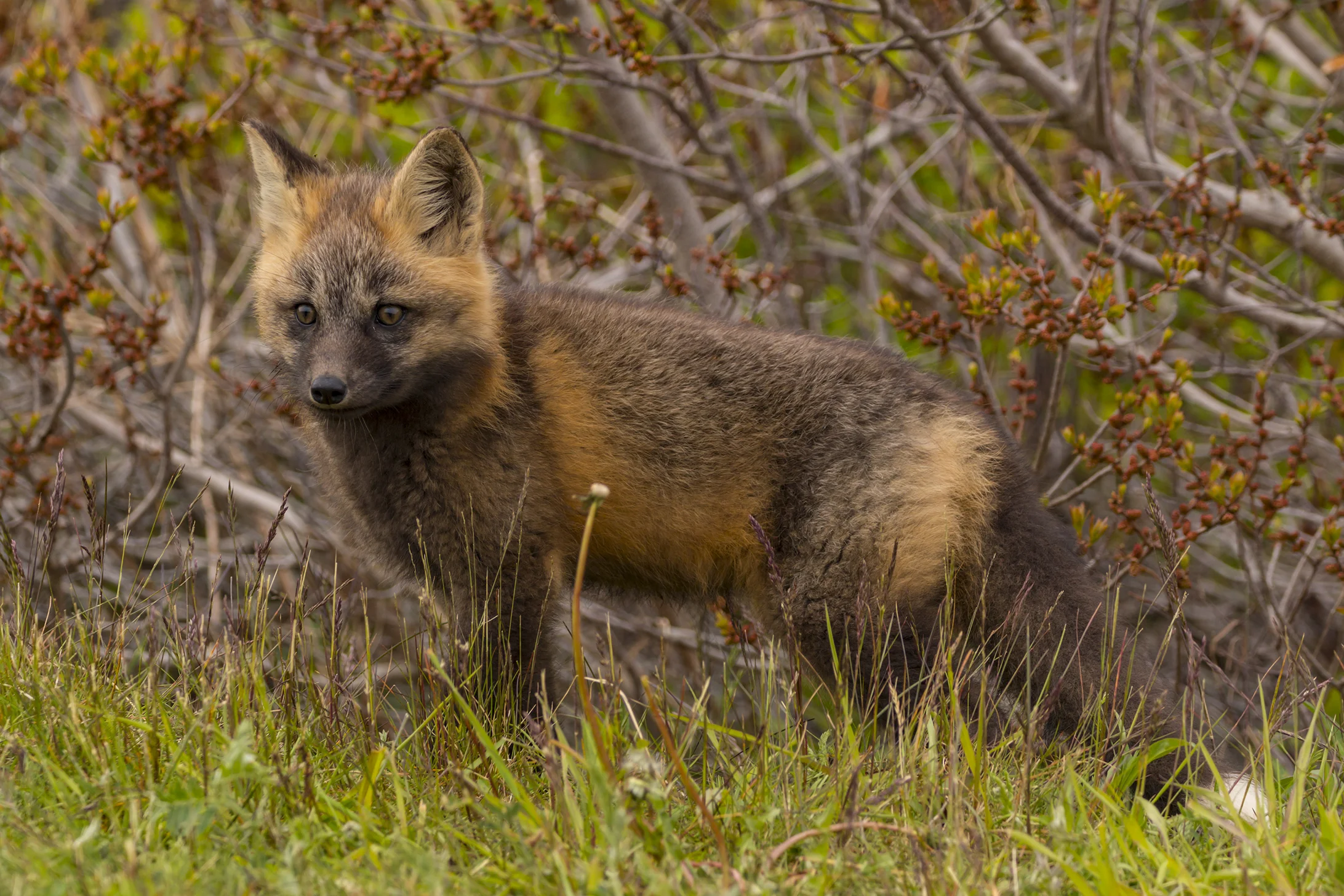 Red Fox Kit (Cross)