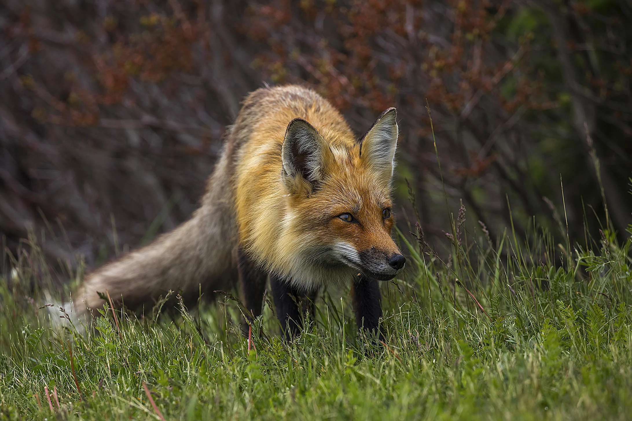 Red Fox