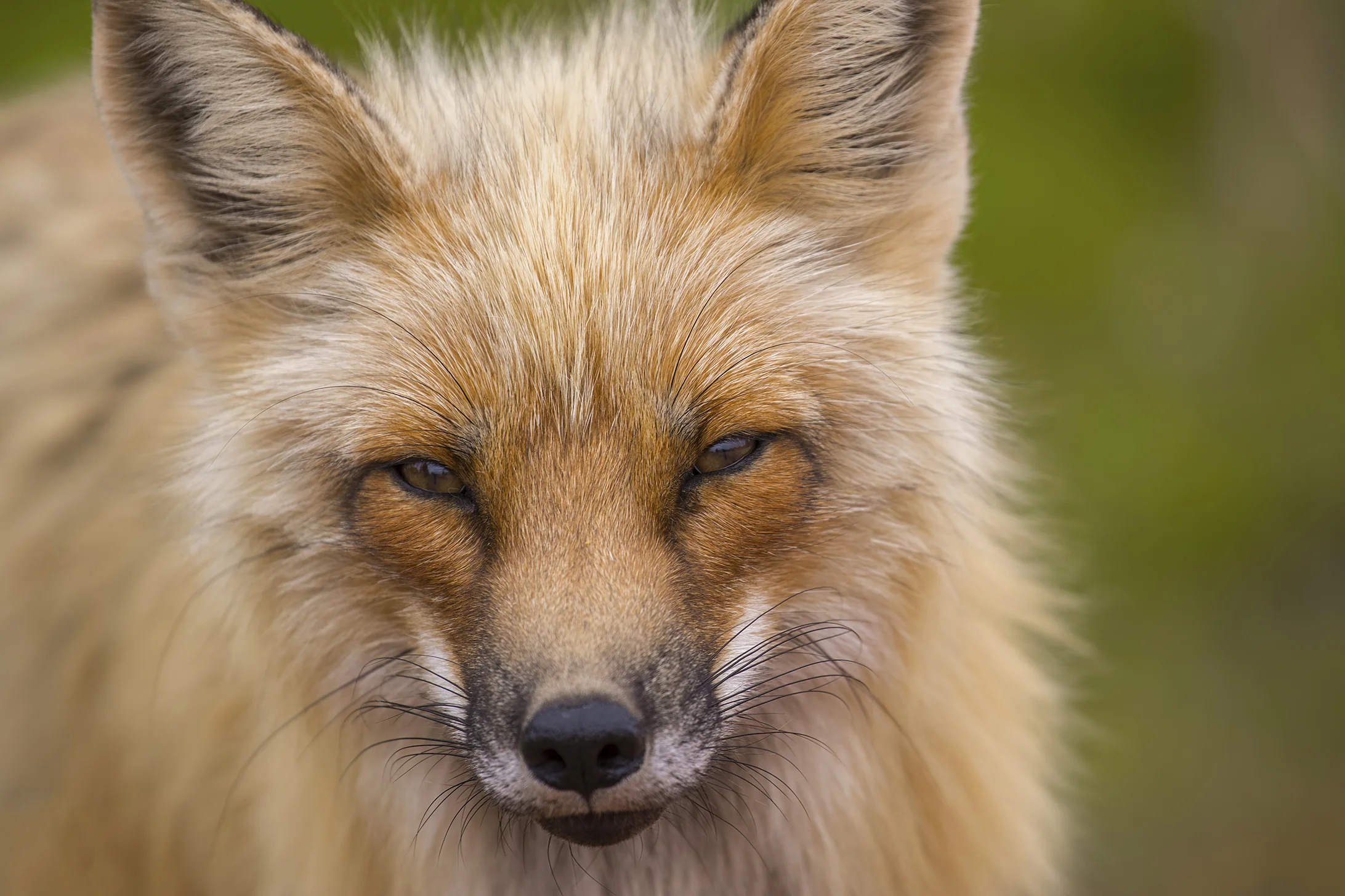 Red Fox