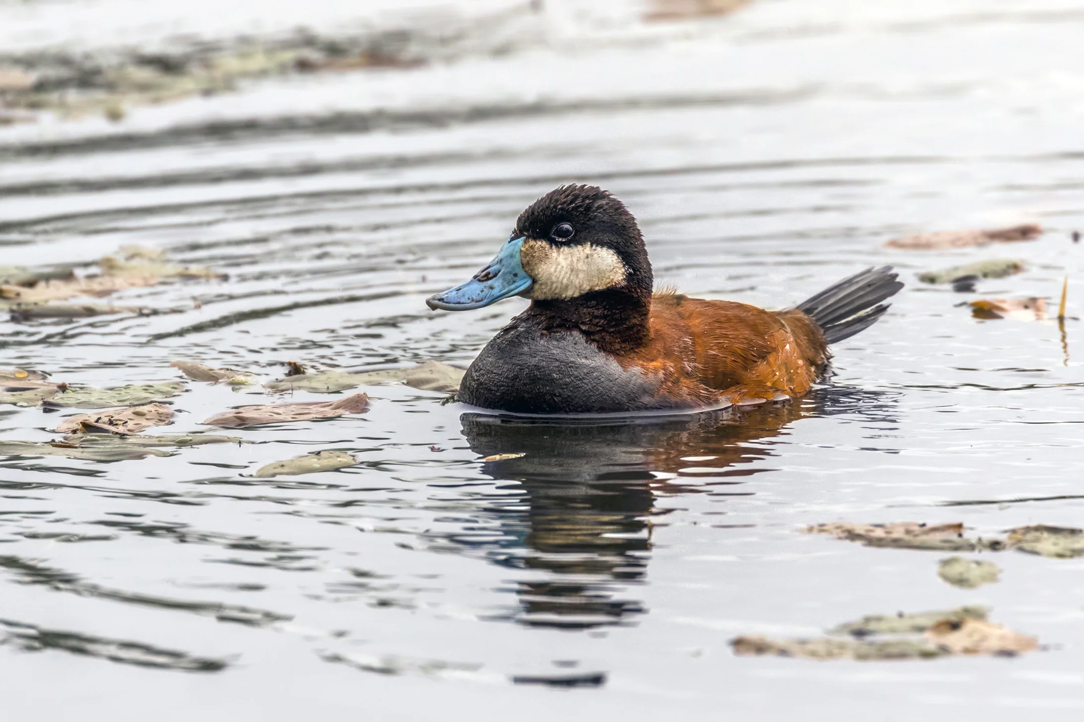 Ruddy Duck