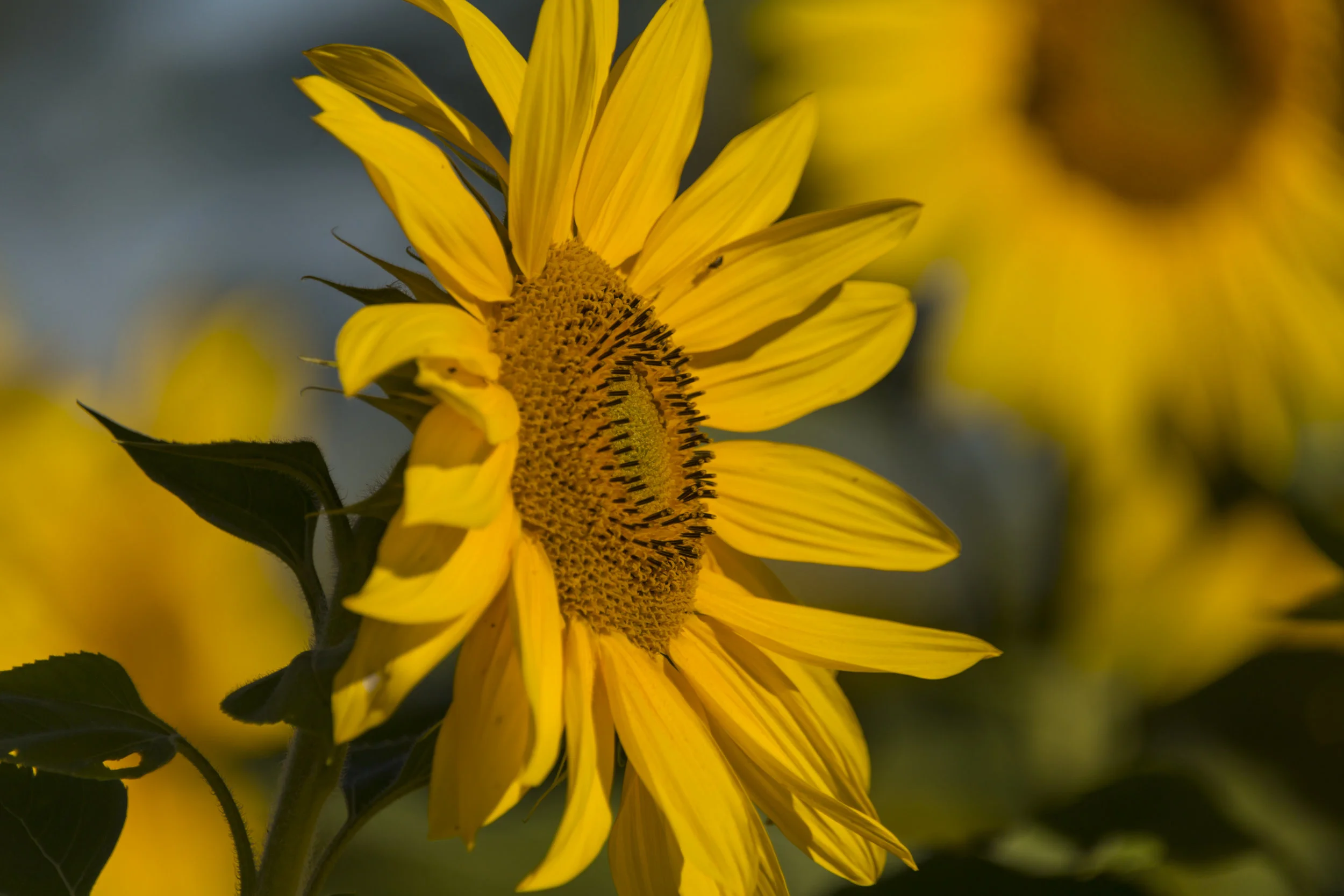 Close up of a Sunflower in a field